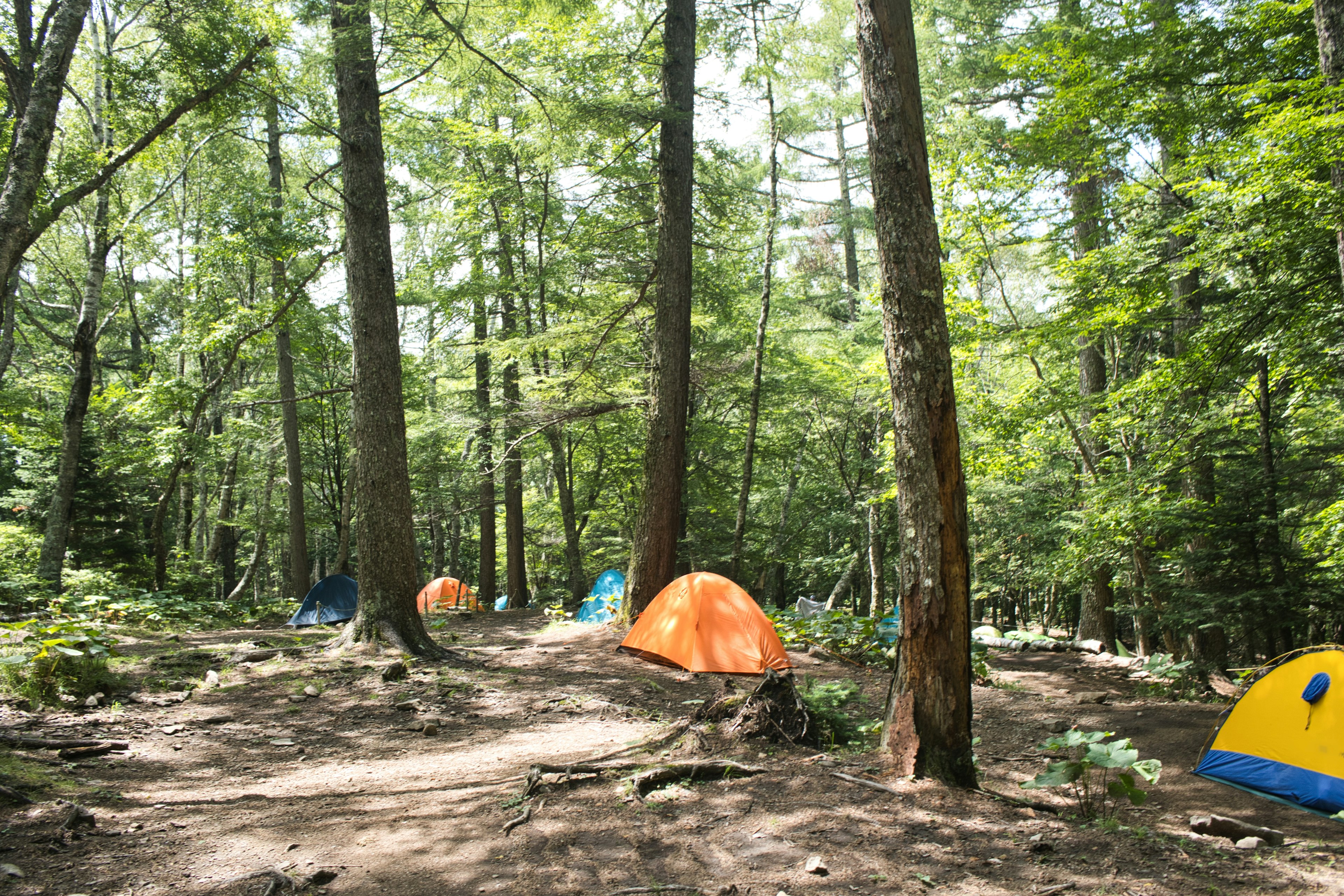 Eine malerische Aussicht auf orange und blaue Zelte, die in einem üppigen grünen Wald verstreut sind