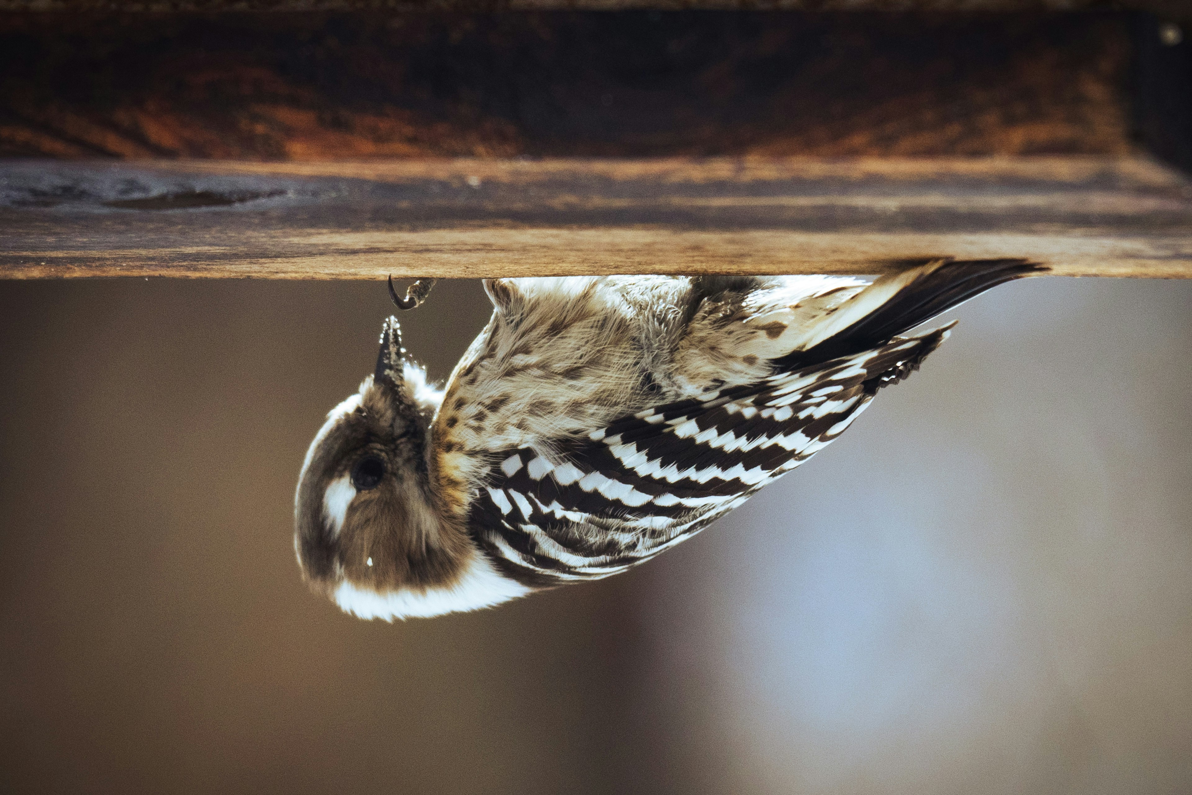 Ein kleiner, uhu-ähnlicher Vogel, der kopfüber an einem Holzbalken hängt