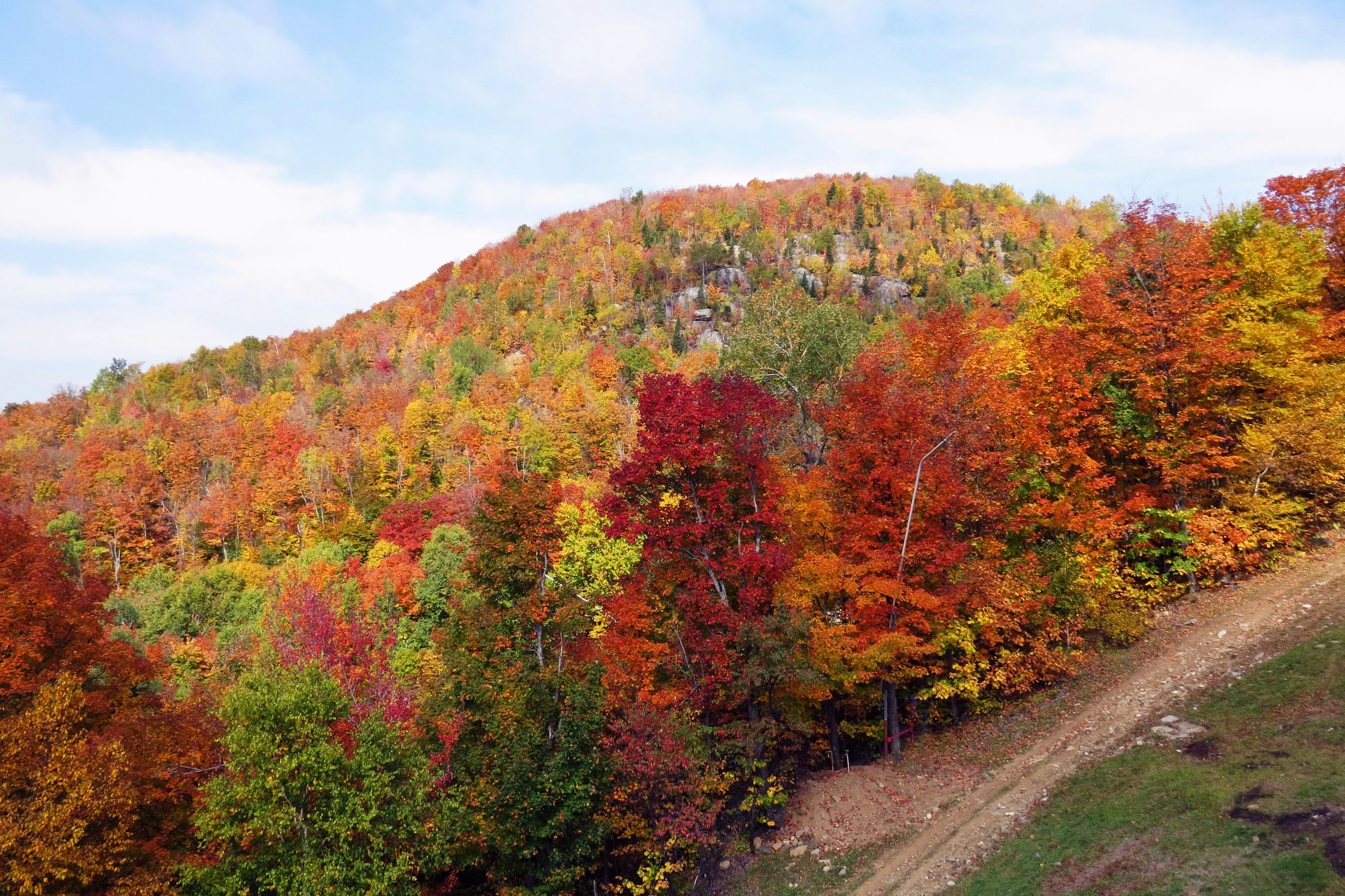 Vibrant autumn trees with a hill in the background