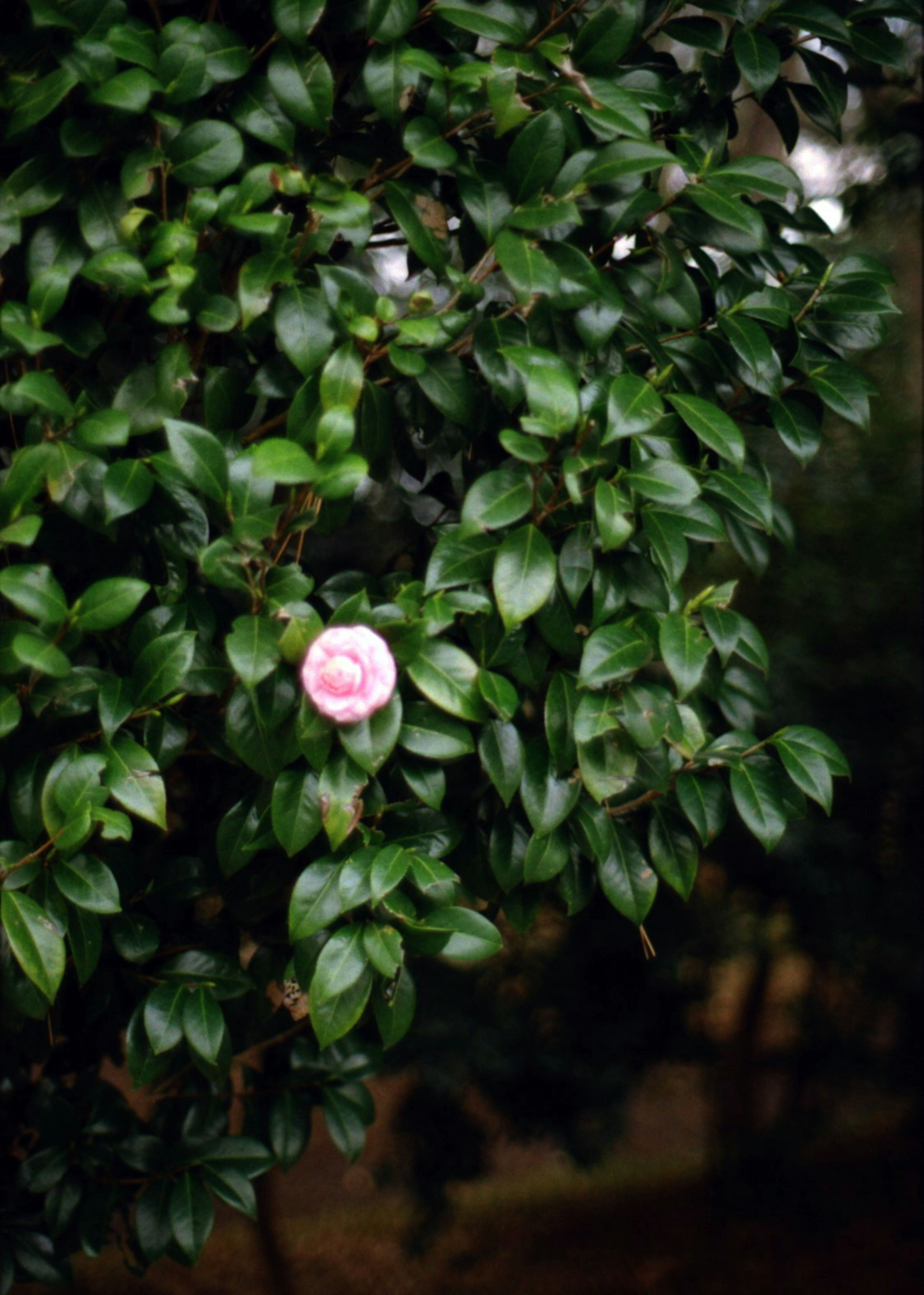 Pink flower blooming among green leaves