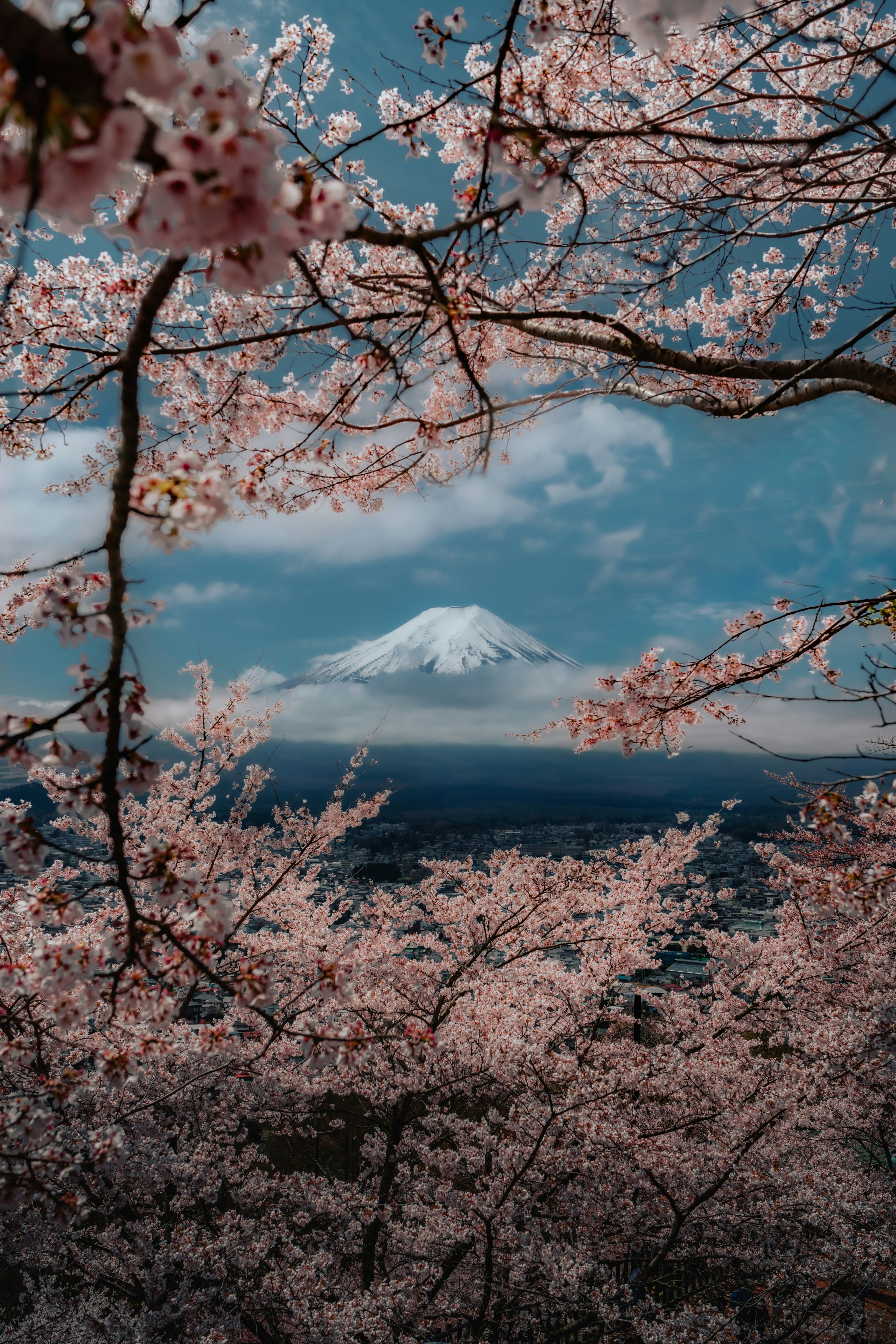 Hermosa vista del Monte Fuji enmarcado por cerezos en flor