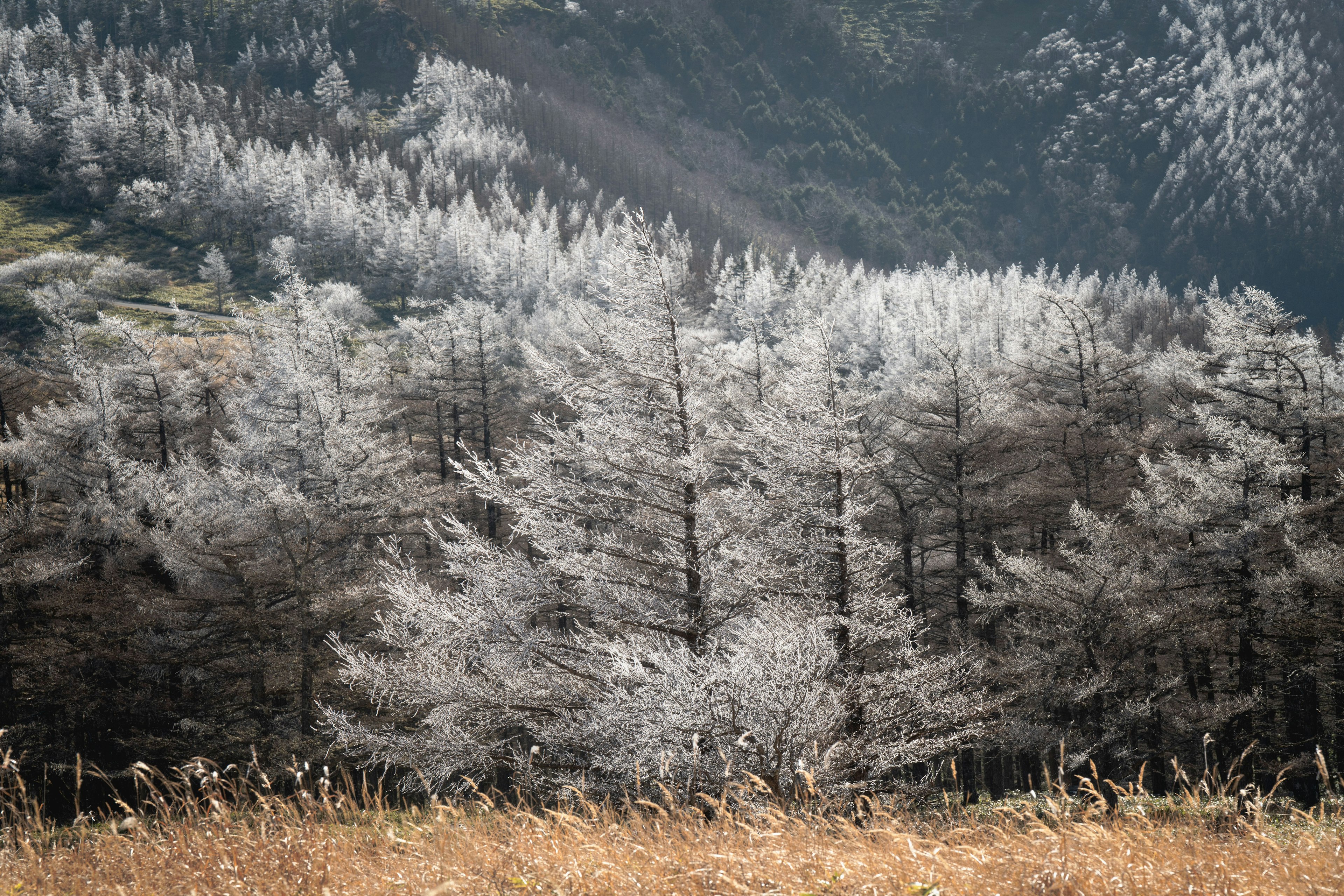 霜に覆われた木々と乾燥した草原の風景