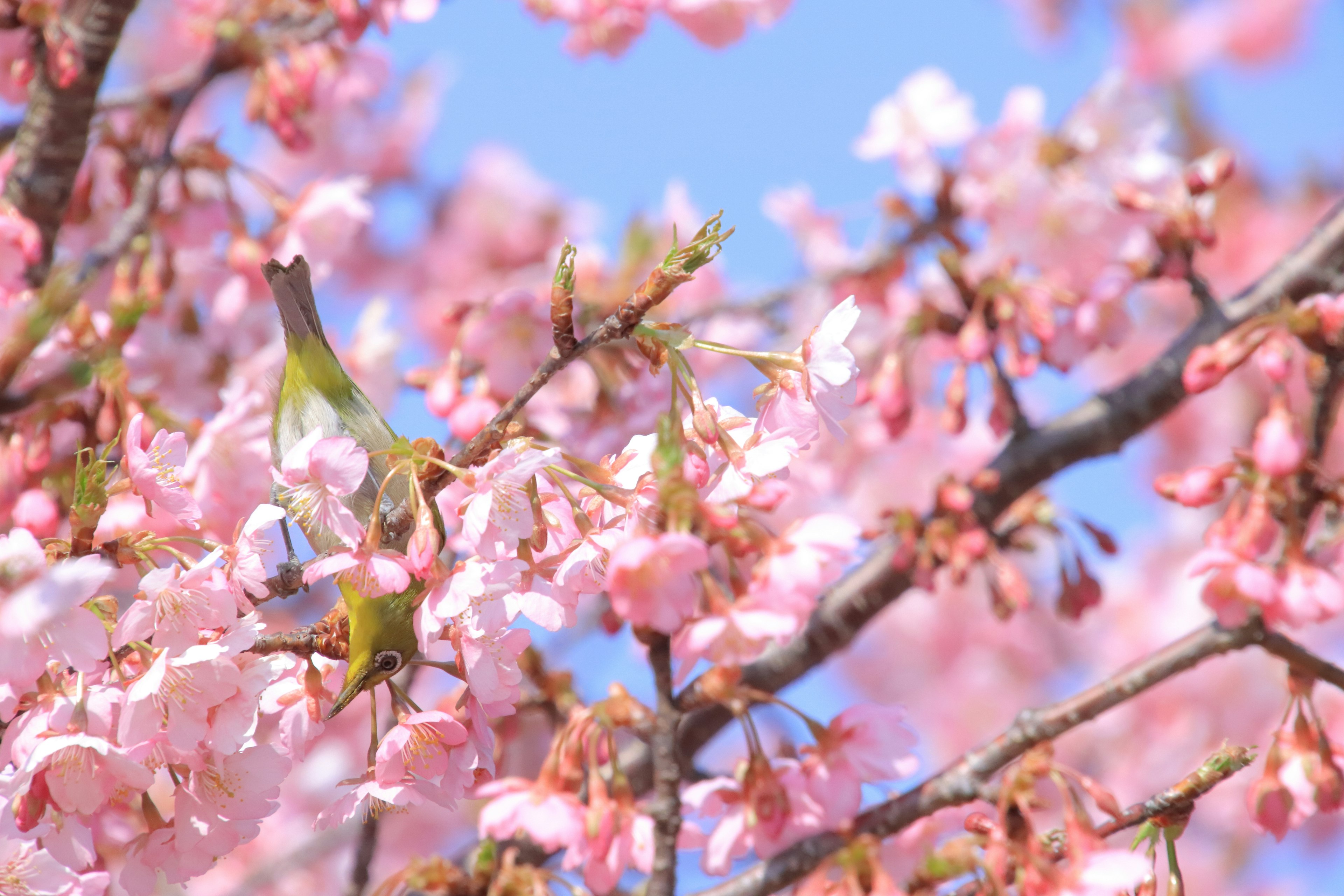 Close-up of cherry blossoms in full bloom against a blue sky