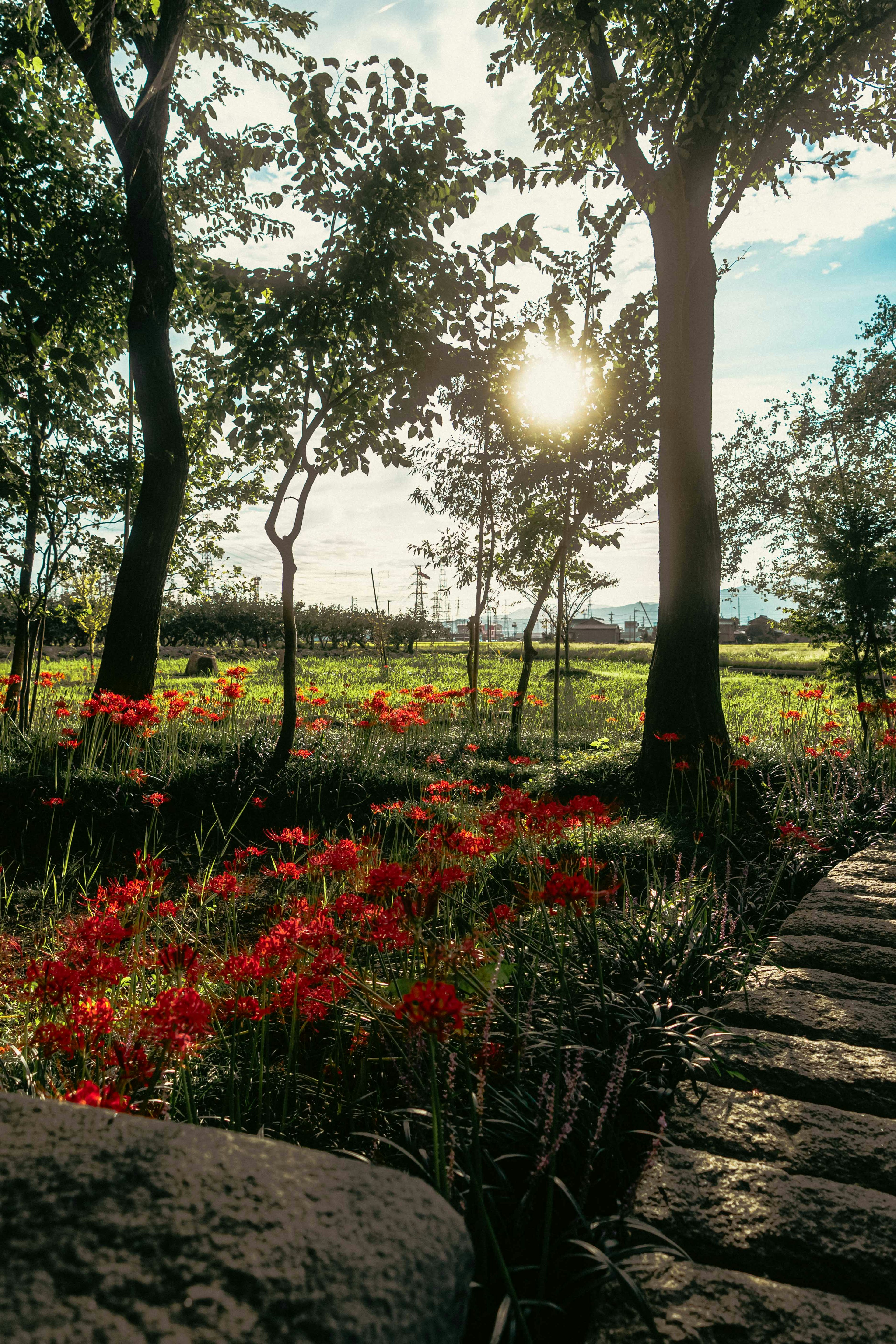 Un paisaje con flores rojas en un prado verde y un sol poniente al fondo