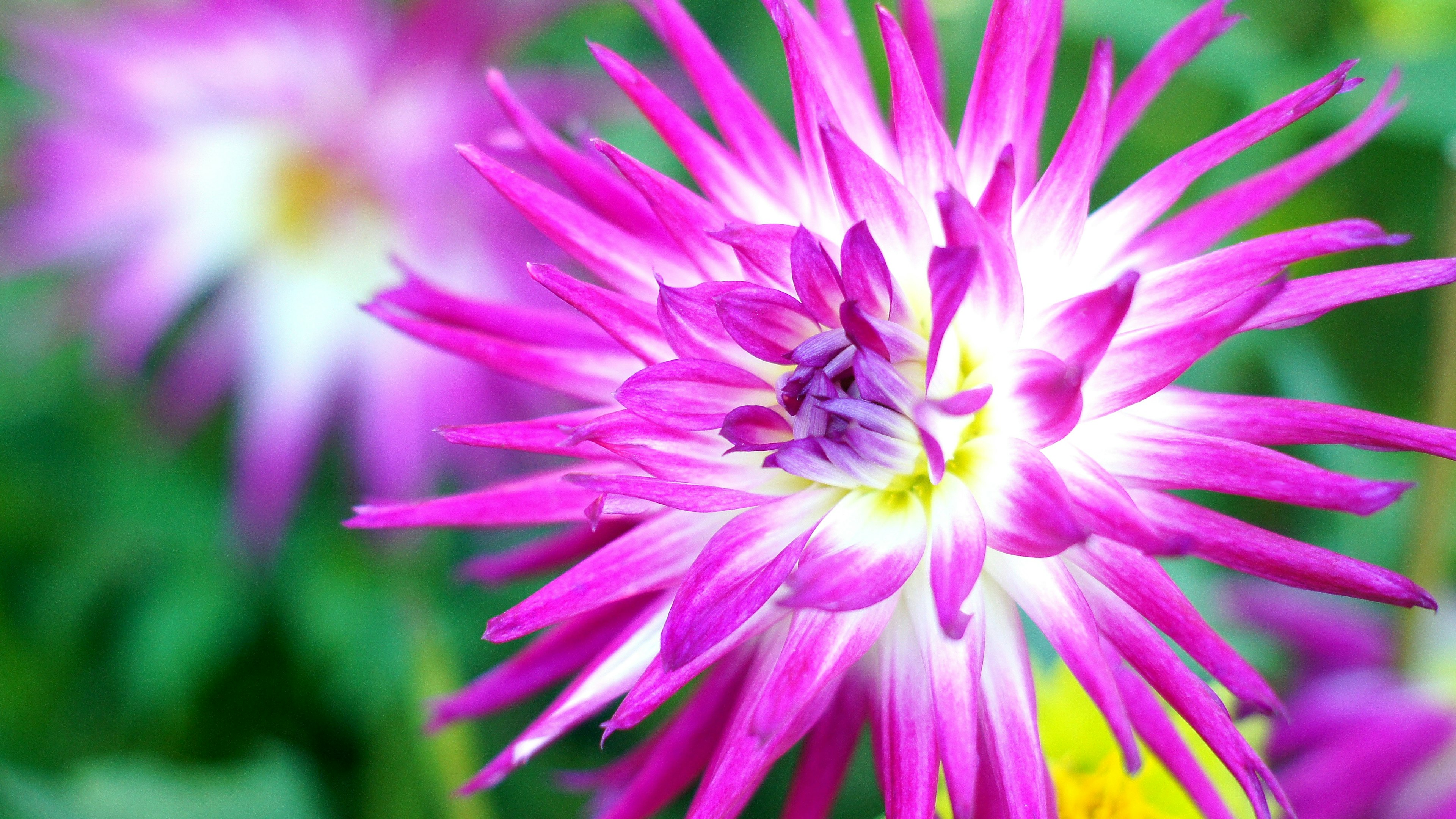 Lebendige lila Blume mit weißen Akzenten in der Mitte umgeben von Grün