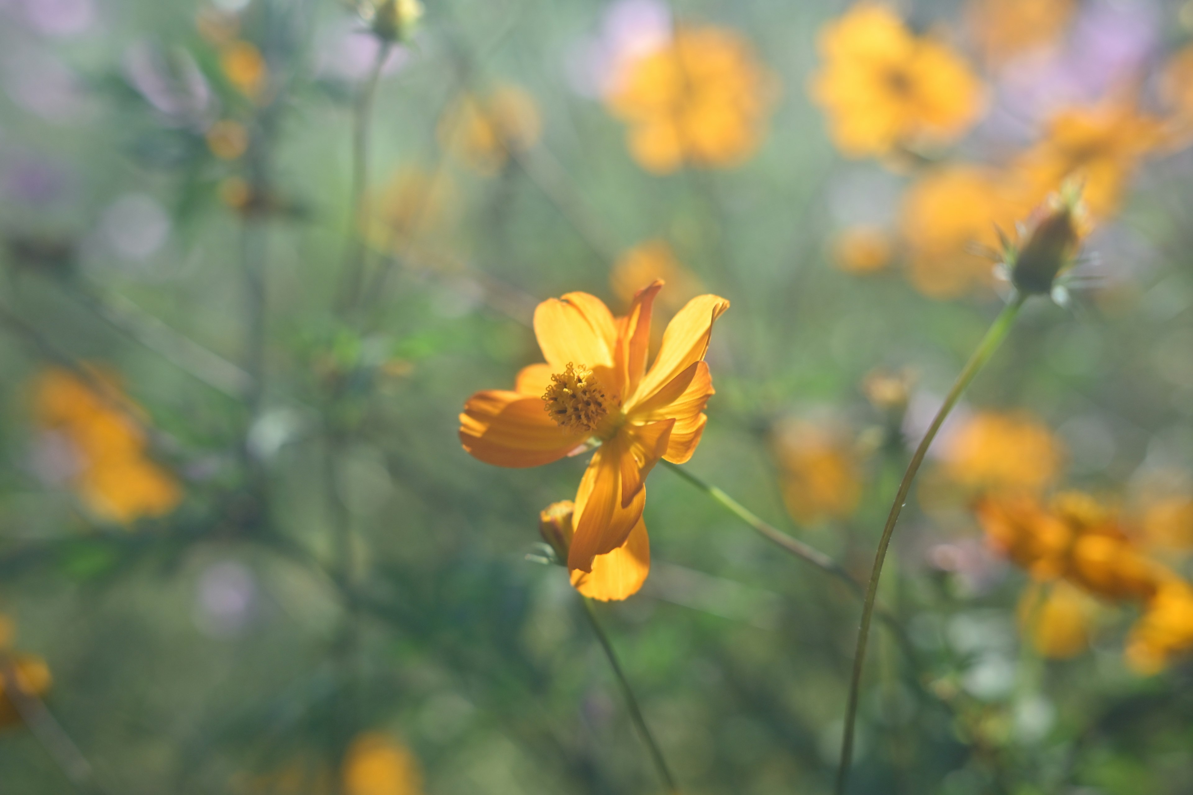 Fiore giallo brillante che sboccia in uno sfondo nebbioso con altri fiori