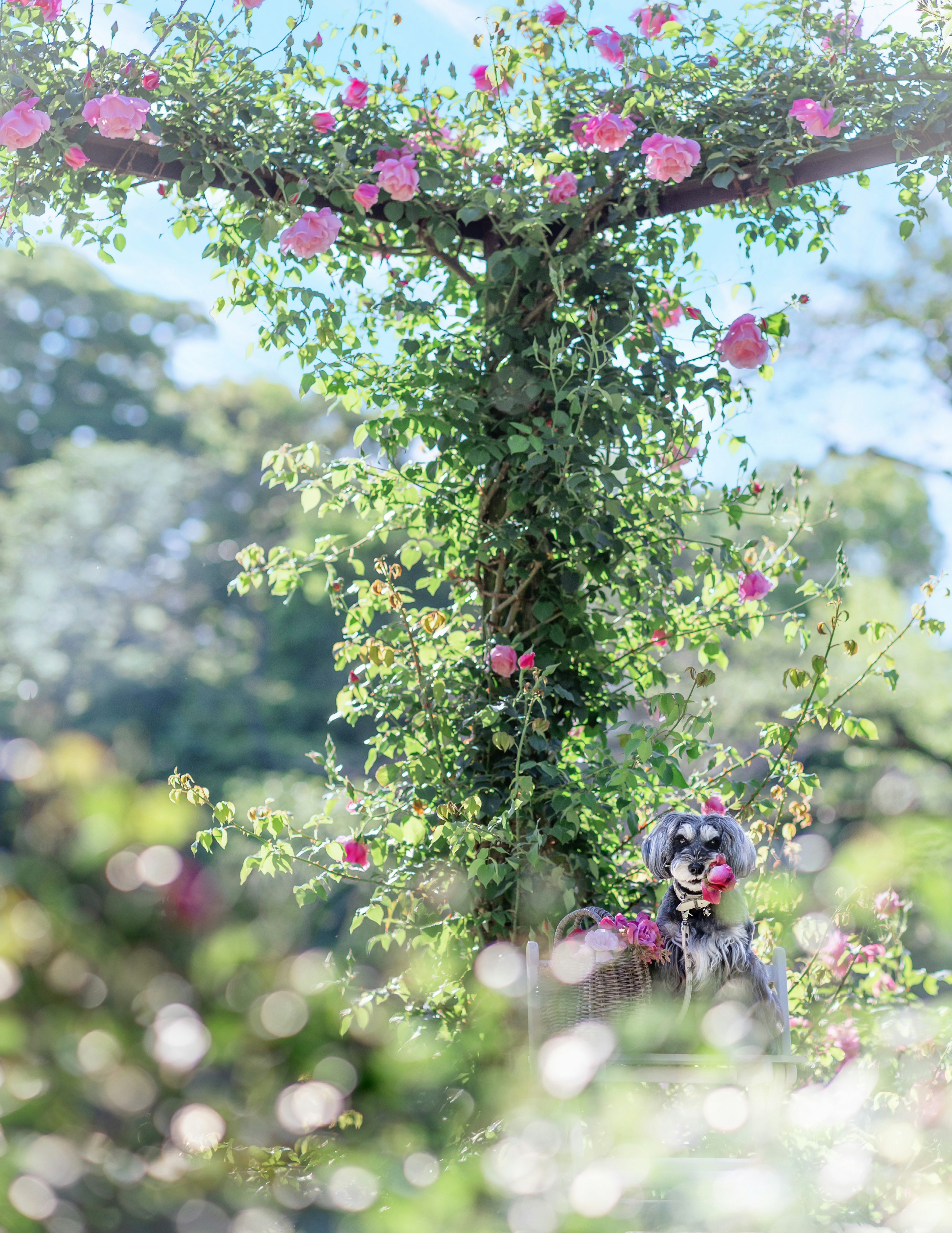 Arco verde decorato con fiori rosa e vegetazione lussureggiante in un giardino