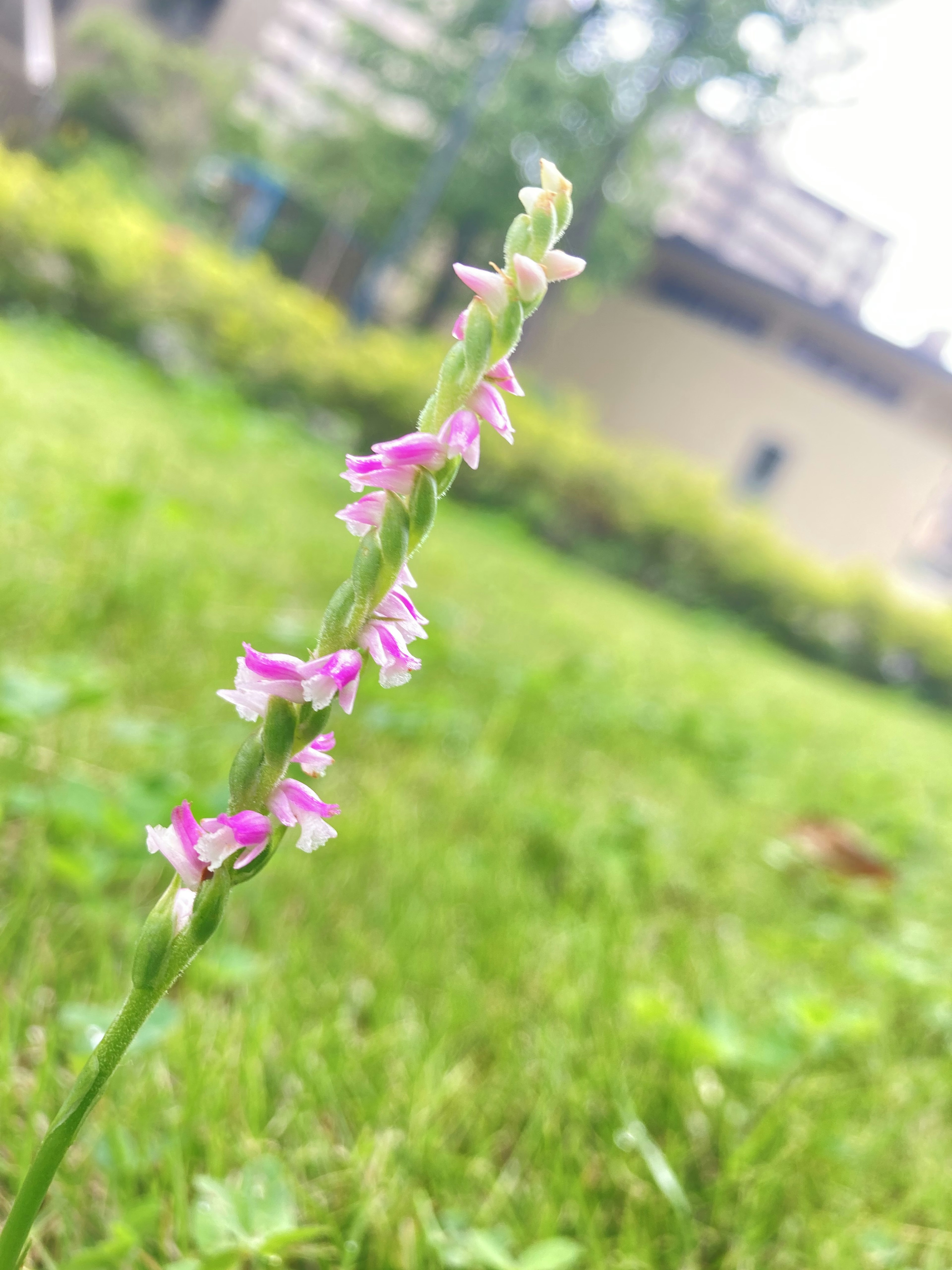 Primer plano de un tallo delgado con flores rosas en un área de césped