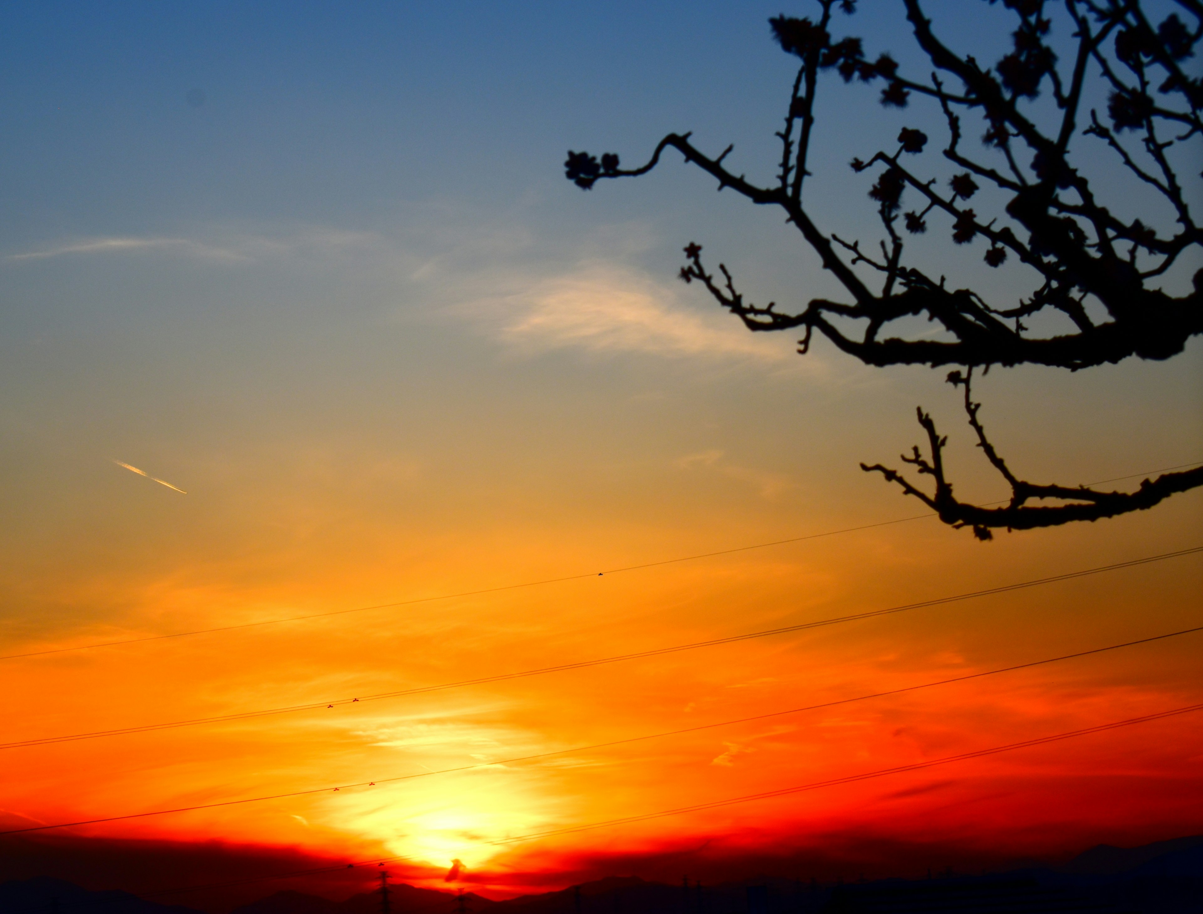 Silhouette of branches against a sunset sky