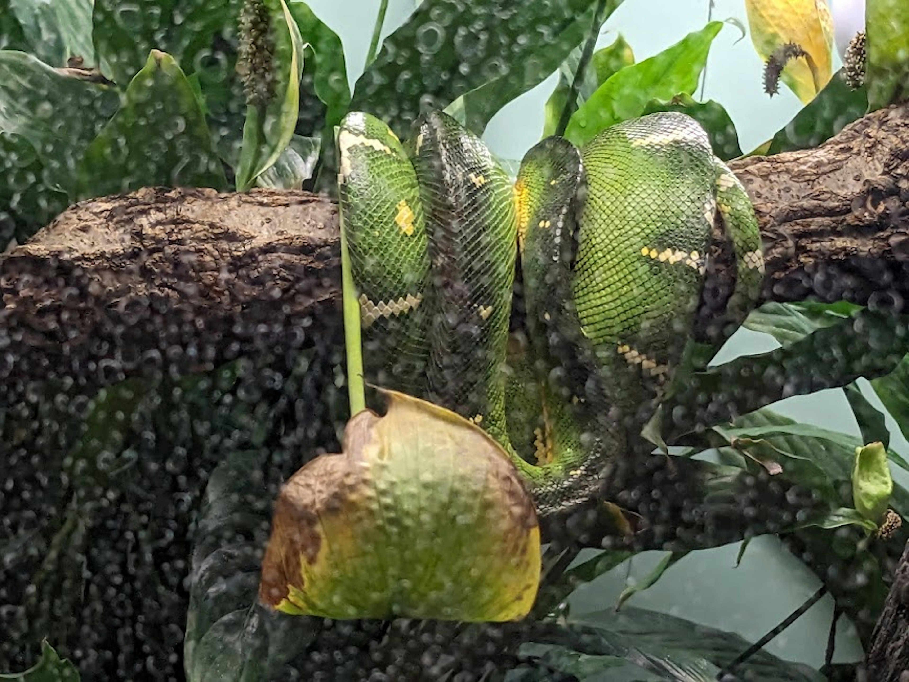 Green snake coiled on a branch in a tropical setting