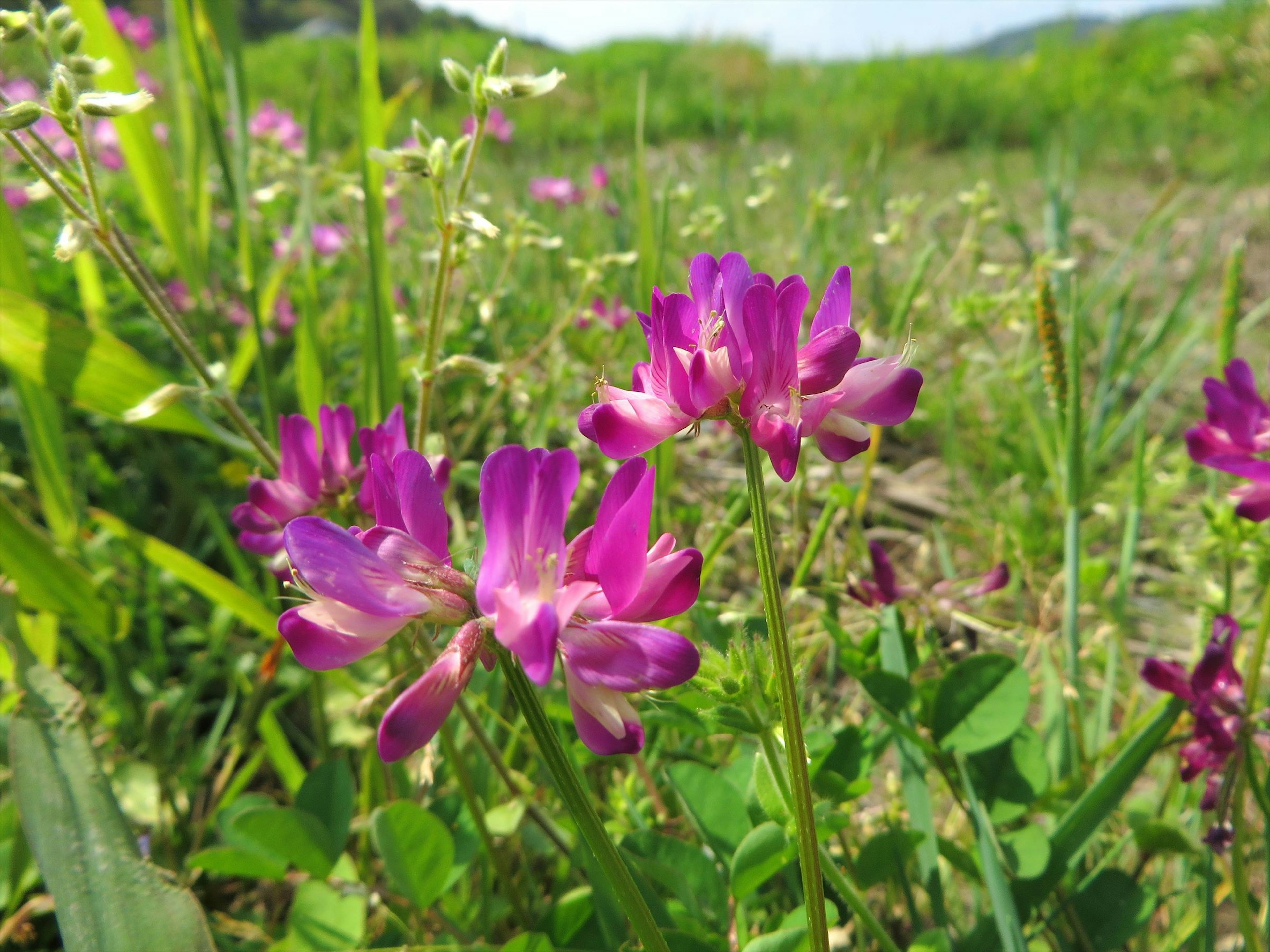 Champs de fleurs violettes fleuries au soleil