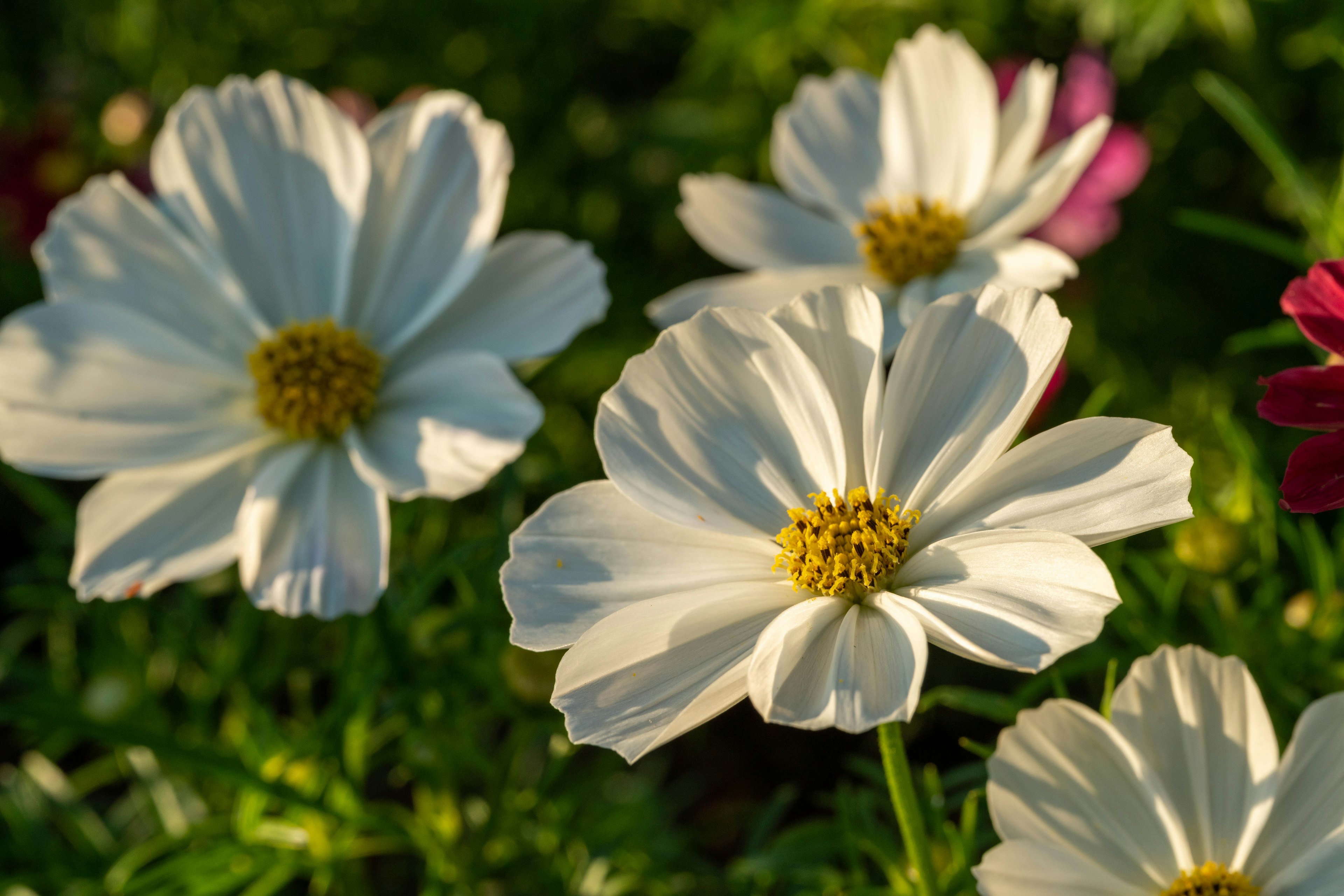 White cosmos flowers blooming in a garden