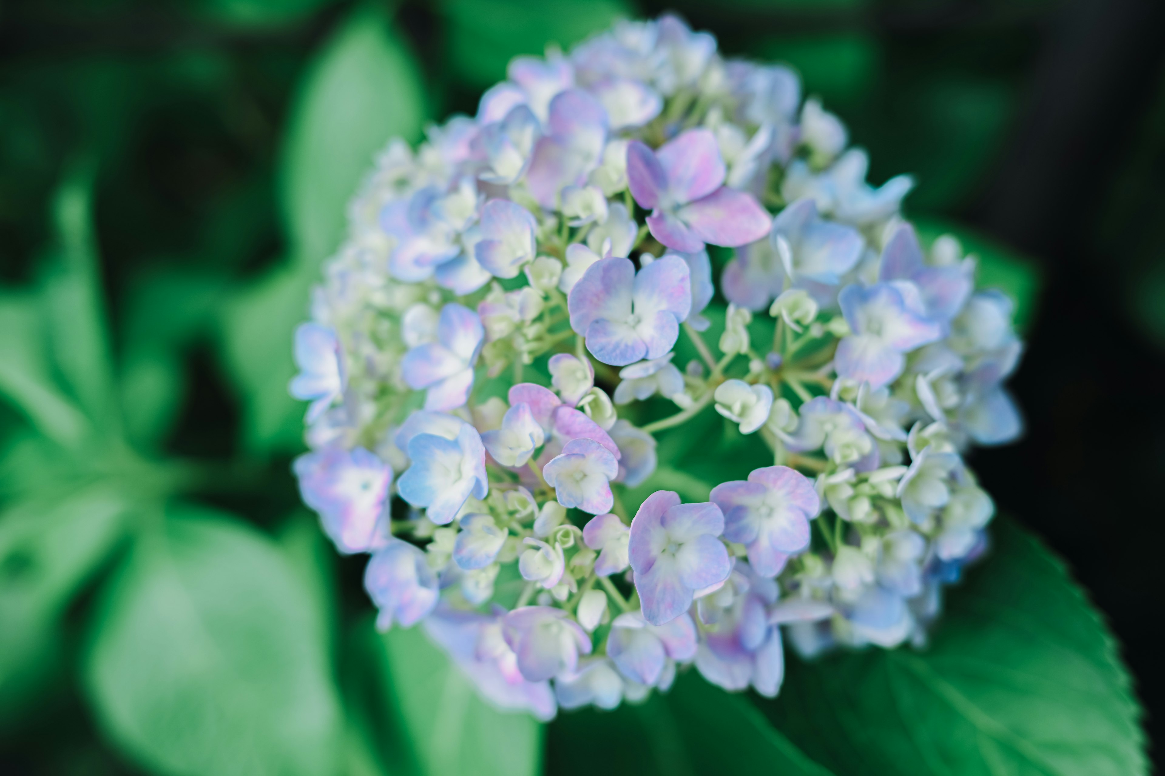 Un grappolo di fiori viola pallido e verde in fiore