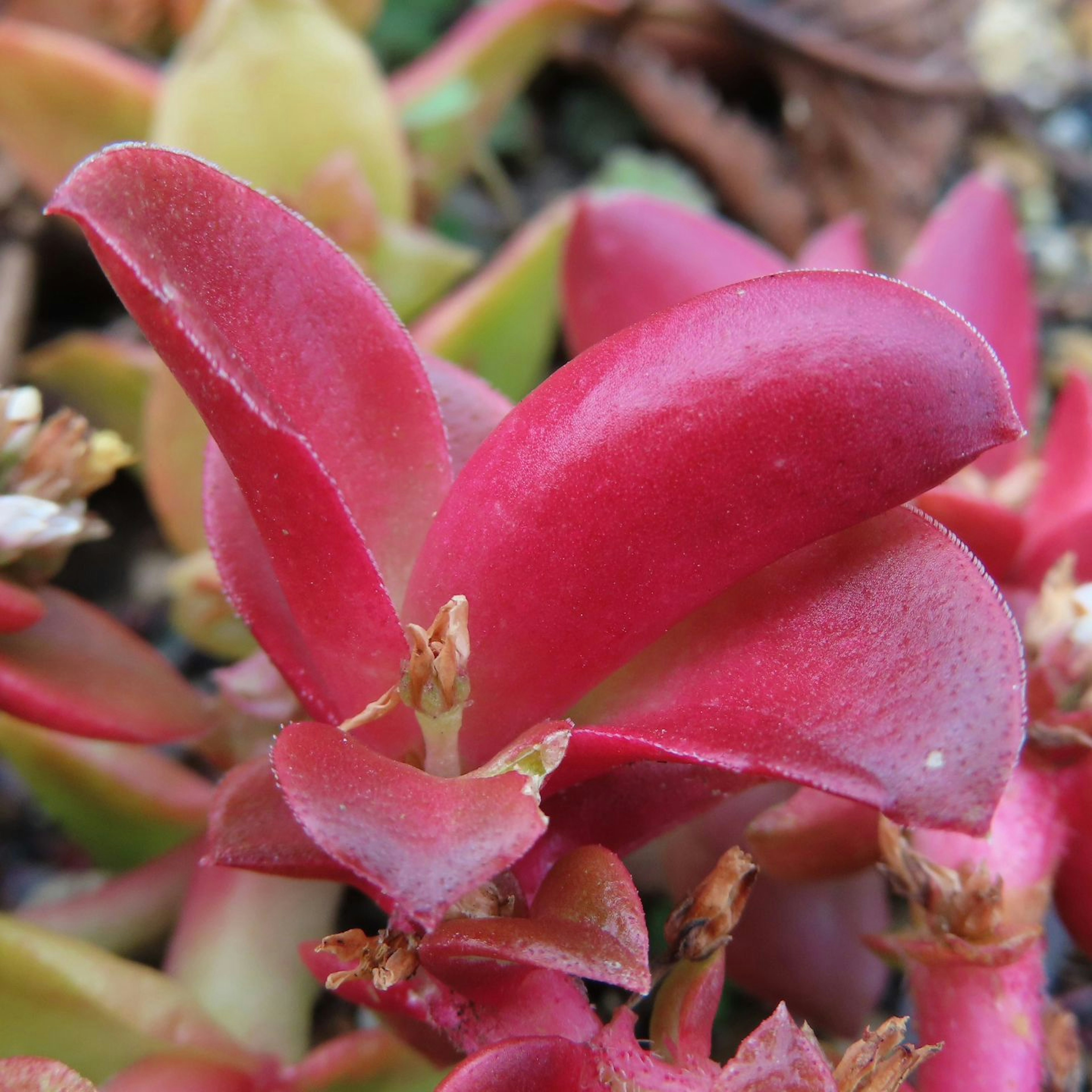 Primer plano de una planta suculenta con hojas rojas