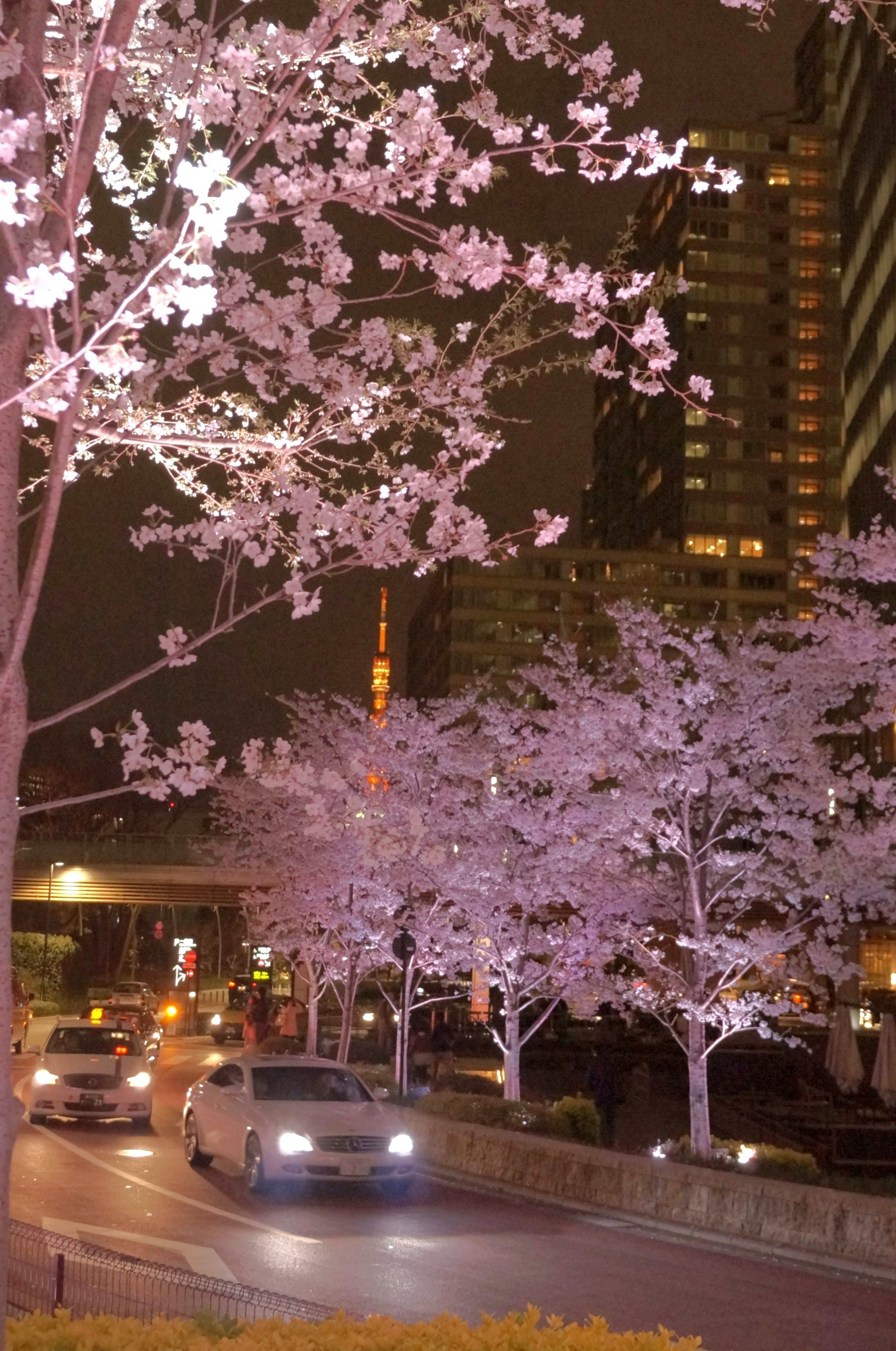 Escena nocturna de cerezos en flor en Tokio con coches pasando