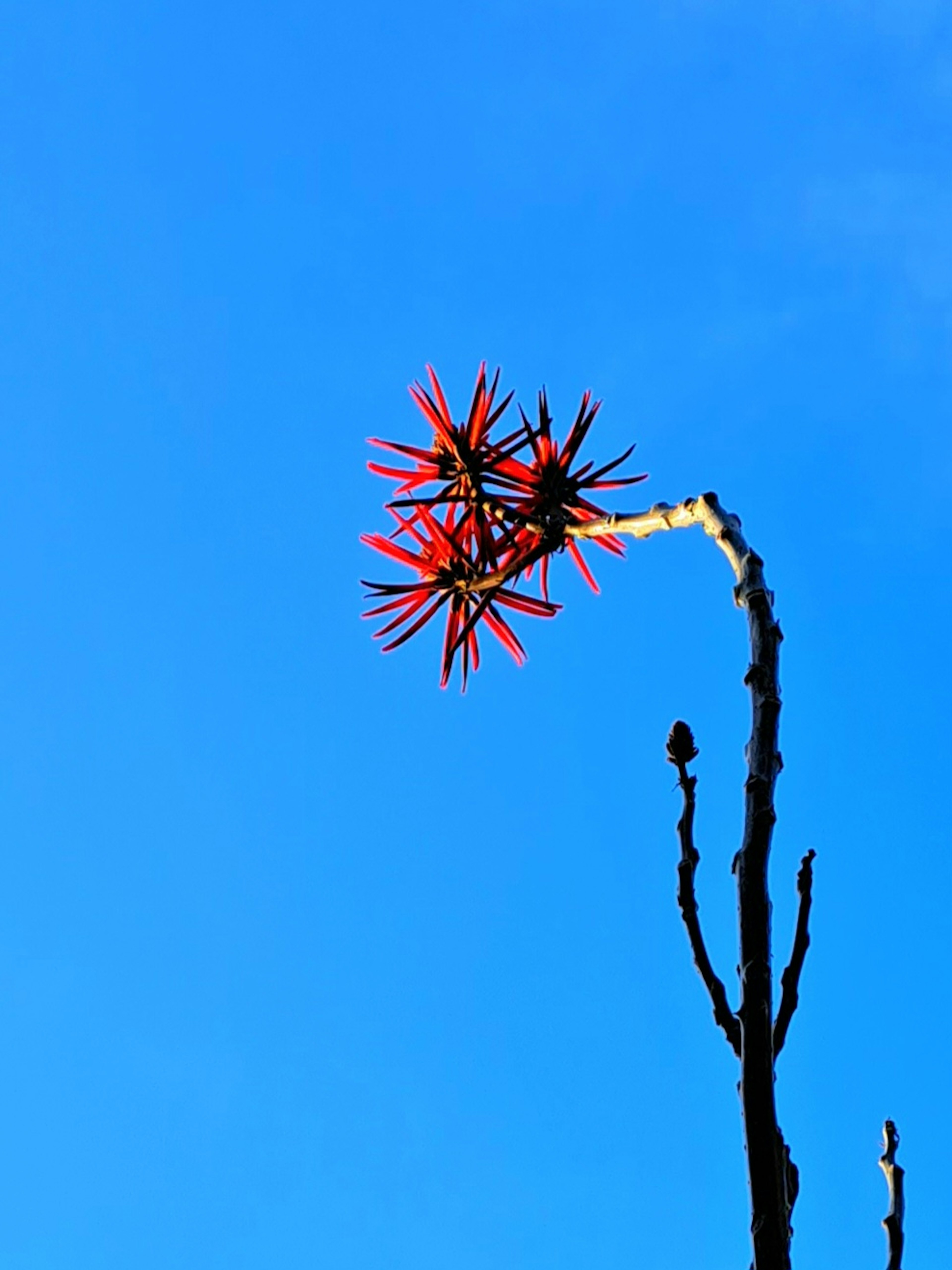 青空の下に立つ赤い花を持つ植物の枝