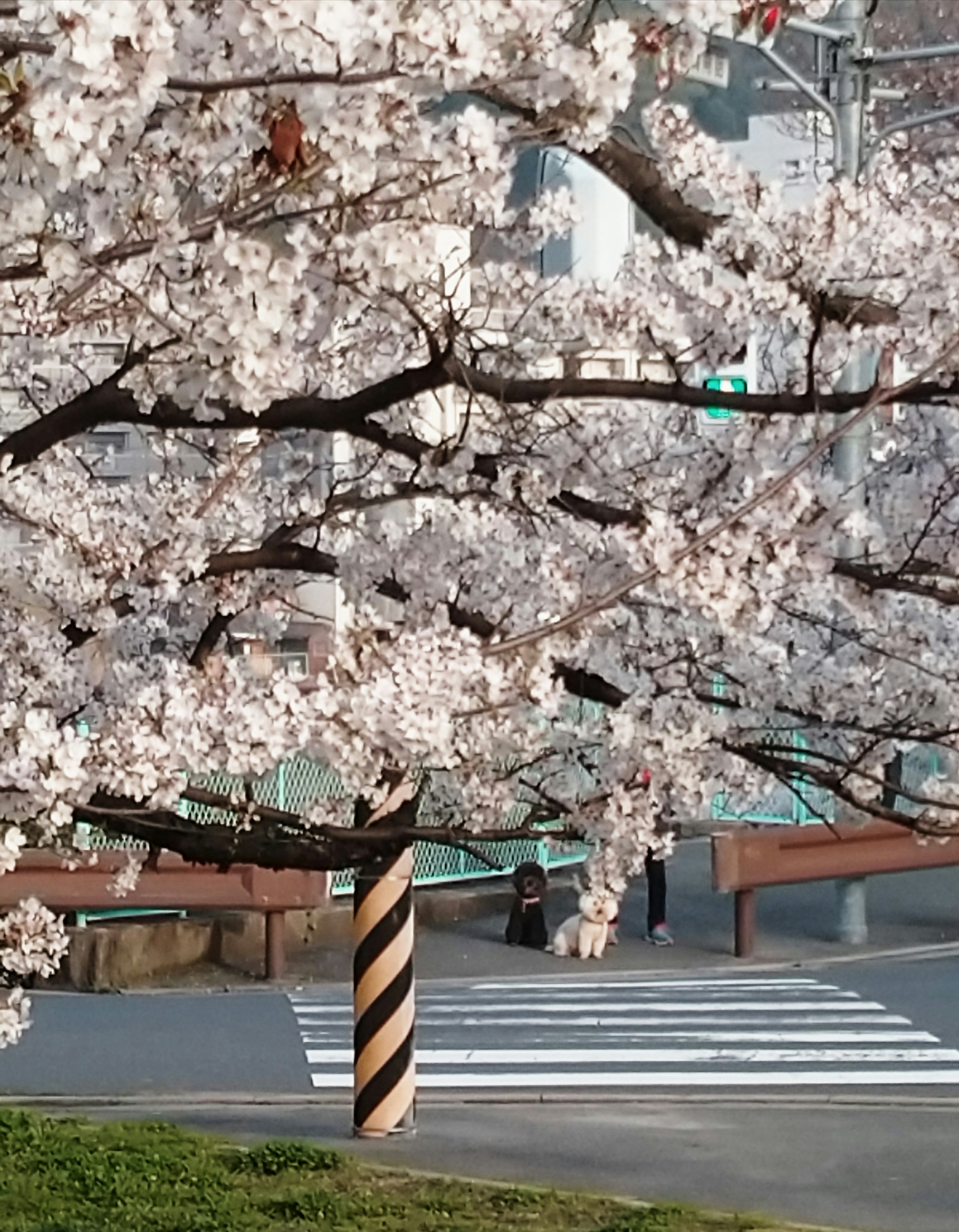 Cherry blossom tree in full bloom with a striped pole and crosswalk