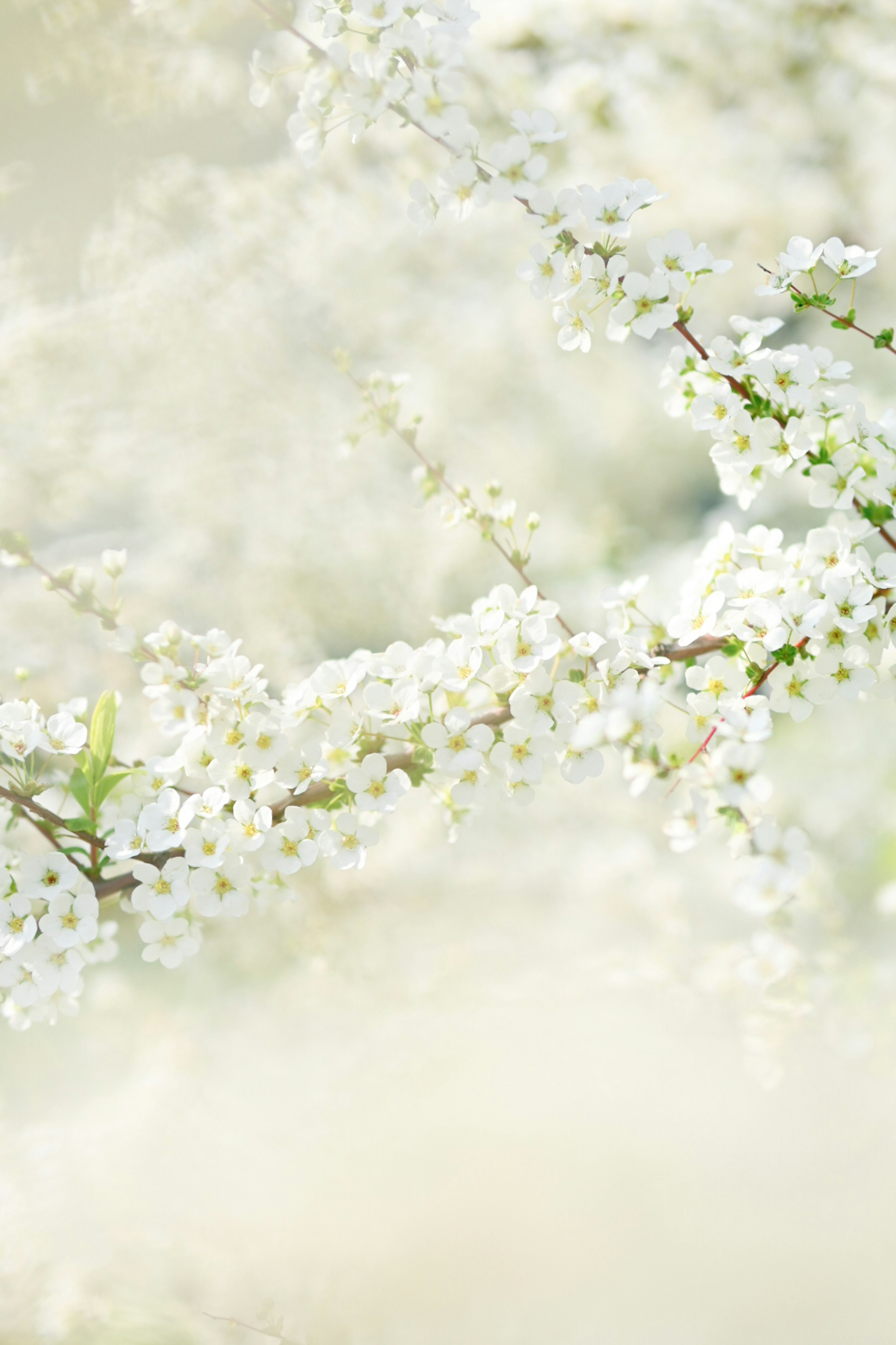 Close-up of branches with white flowers soft blurred background