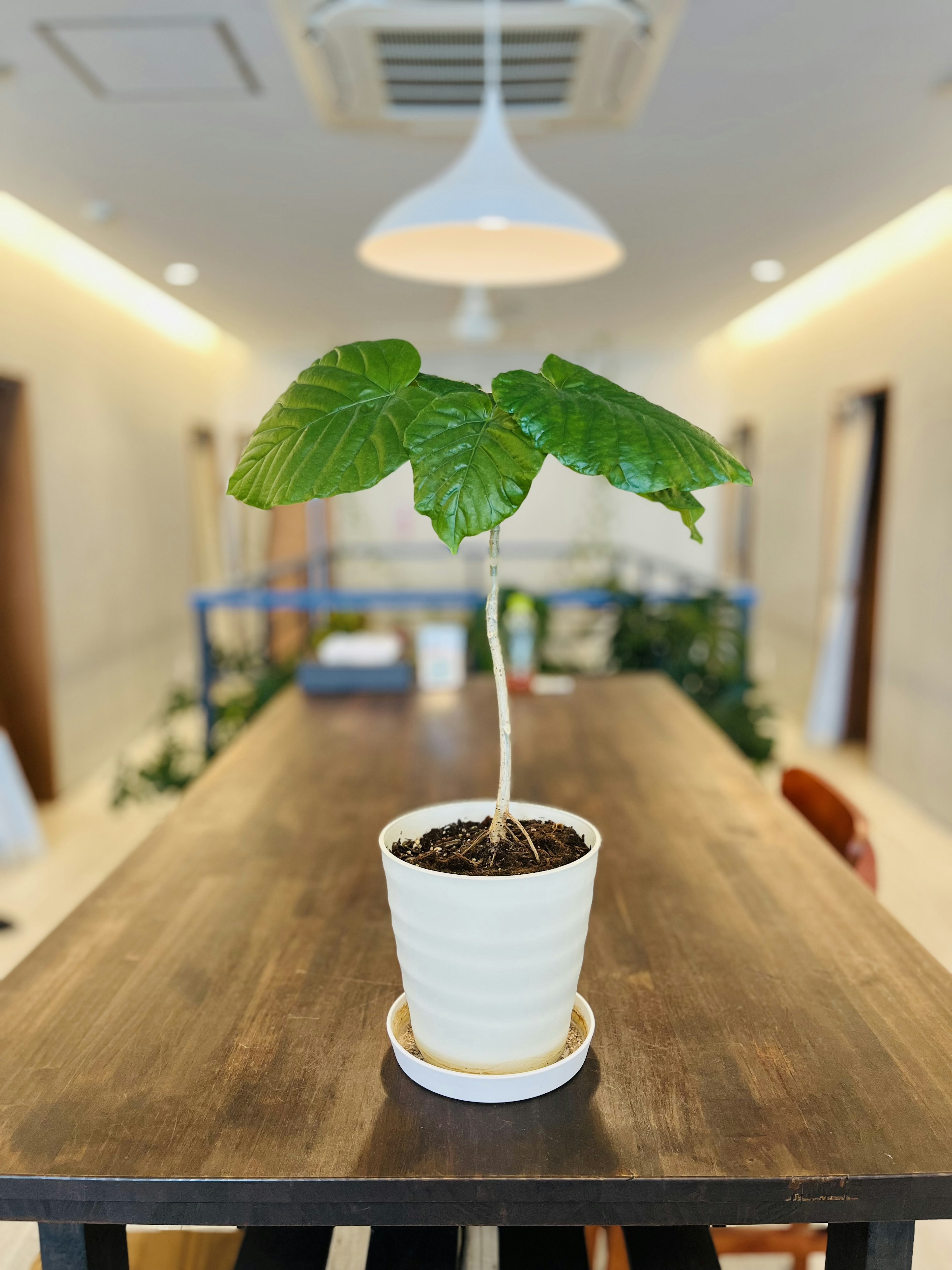 Planta verde en maceta sobre una mesa de madera con fondo moderno