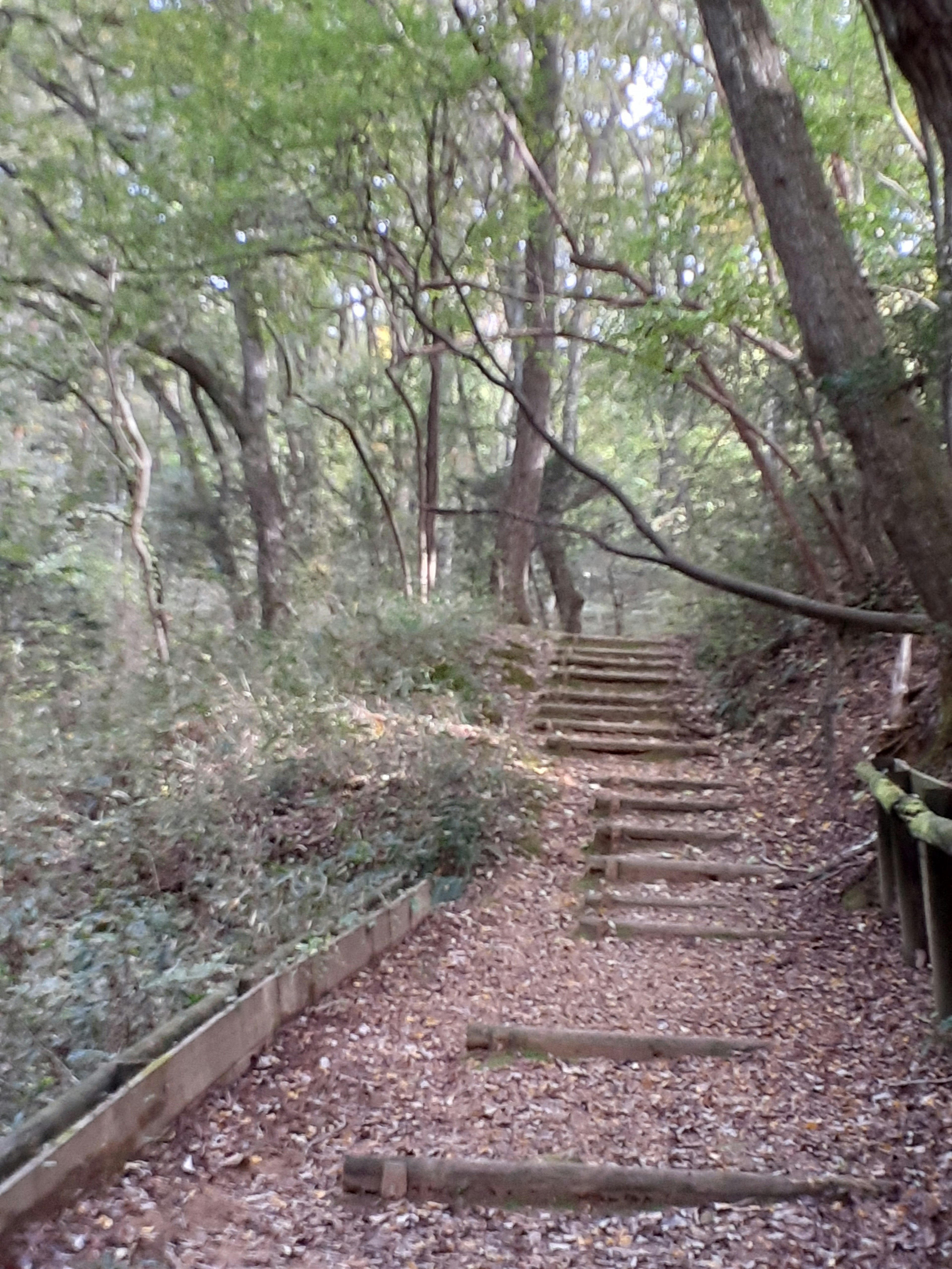 Wooden steps leading through a lush green forest