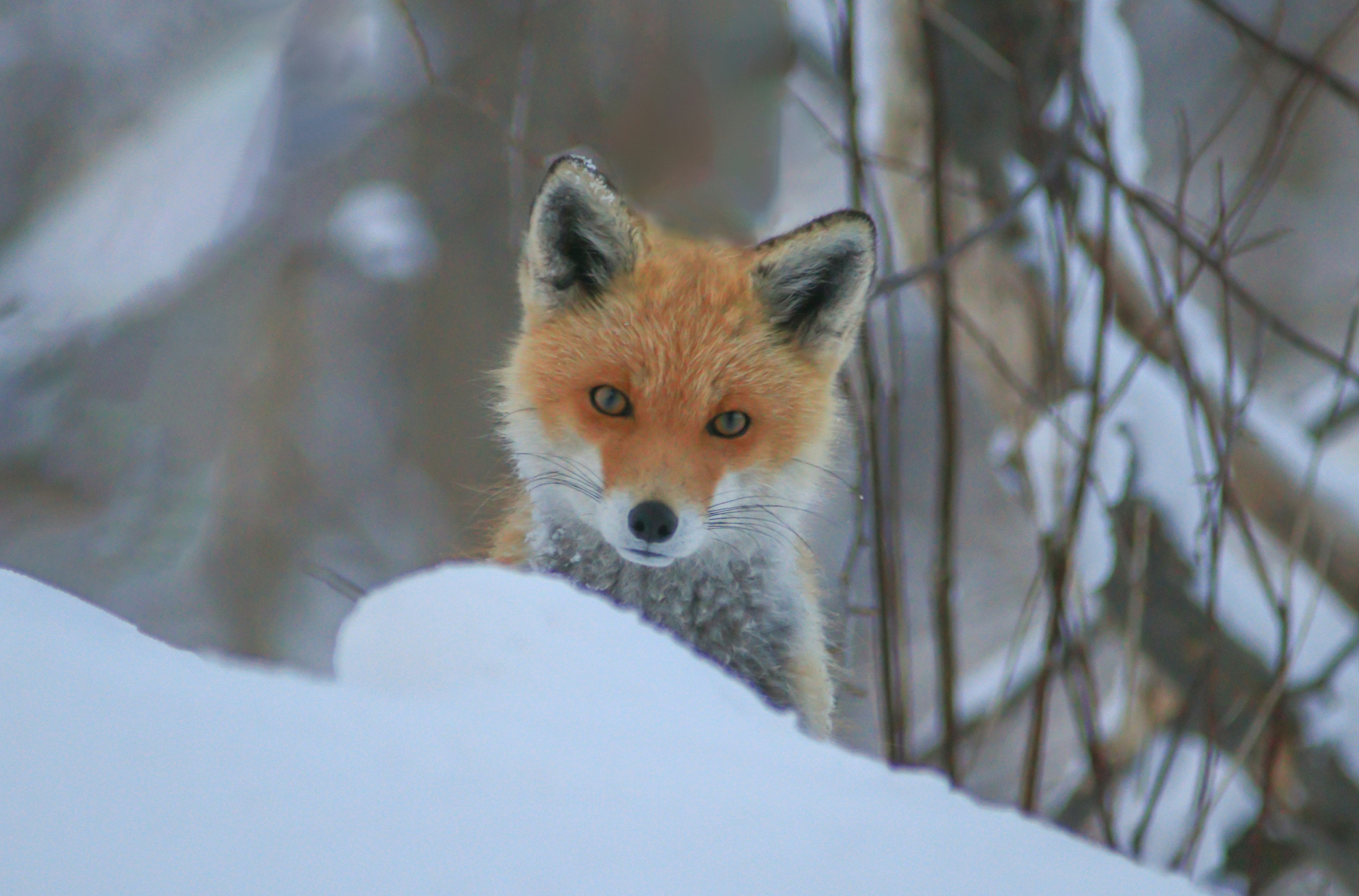 Un zorro rojo mirando a través de la nieve en un paisaje invernal