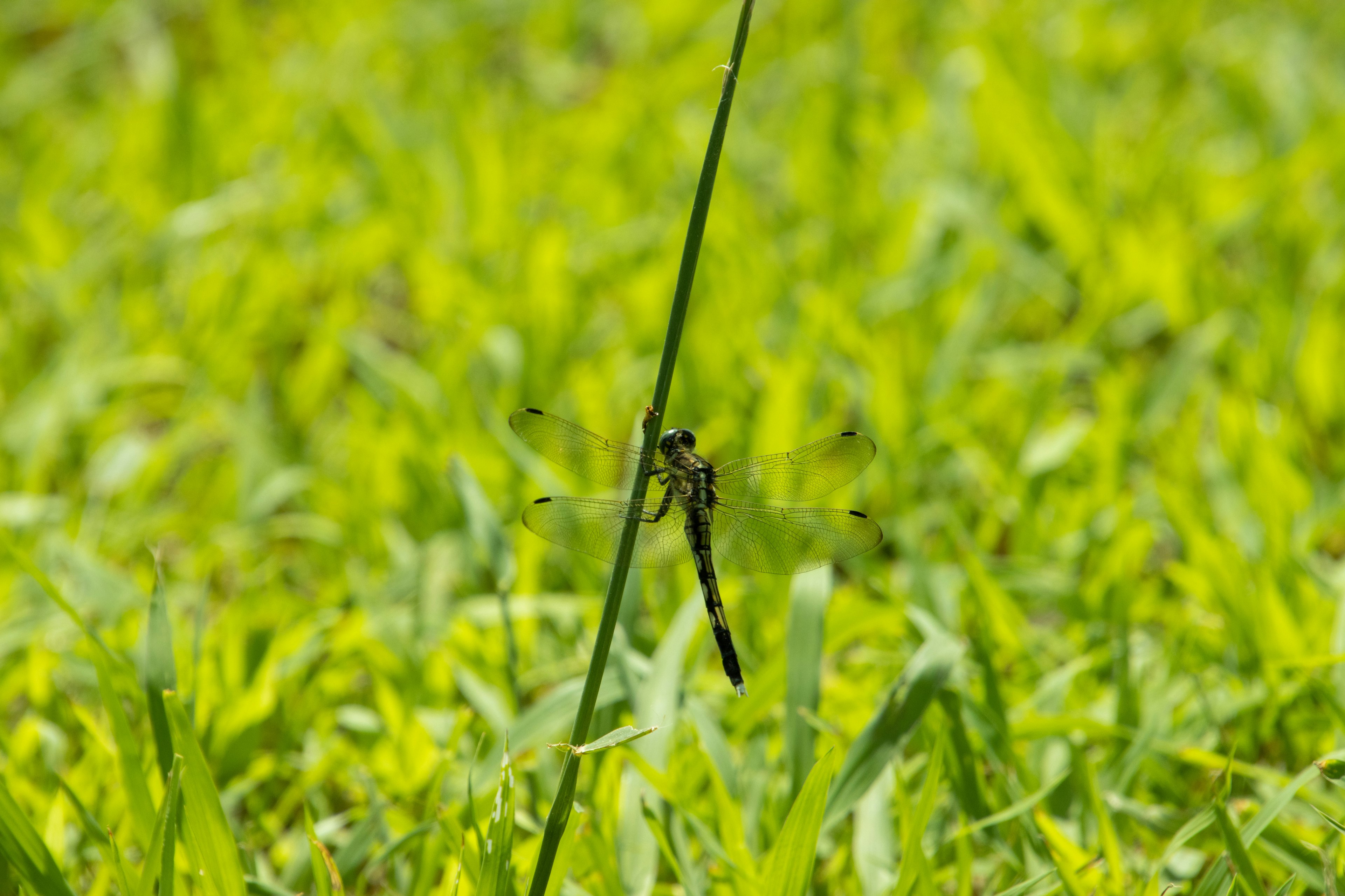 Nahaufnahme einer Libelle, die auf einem grünen Grashalm sitzt