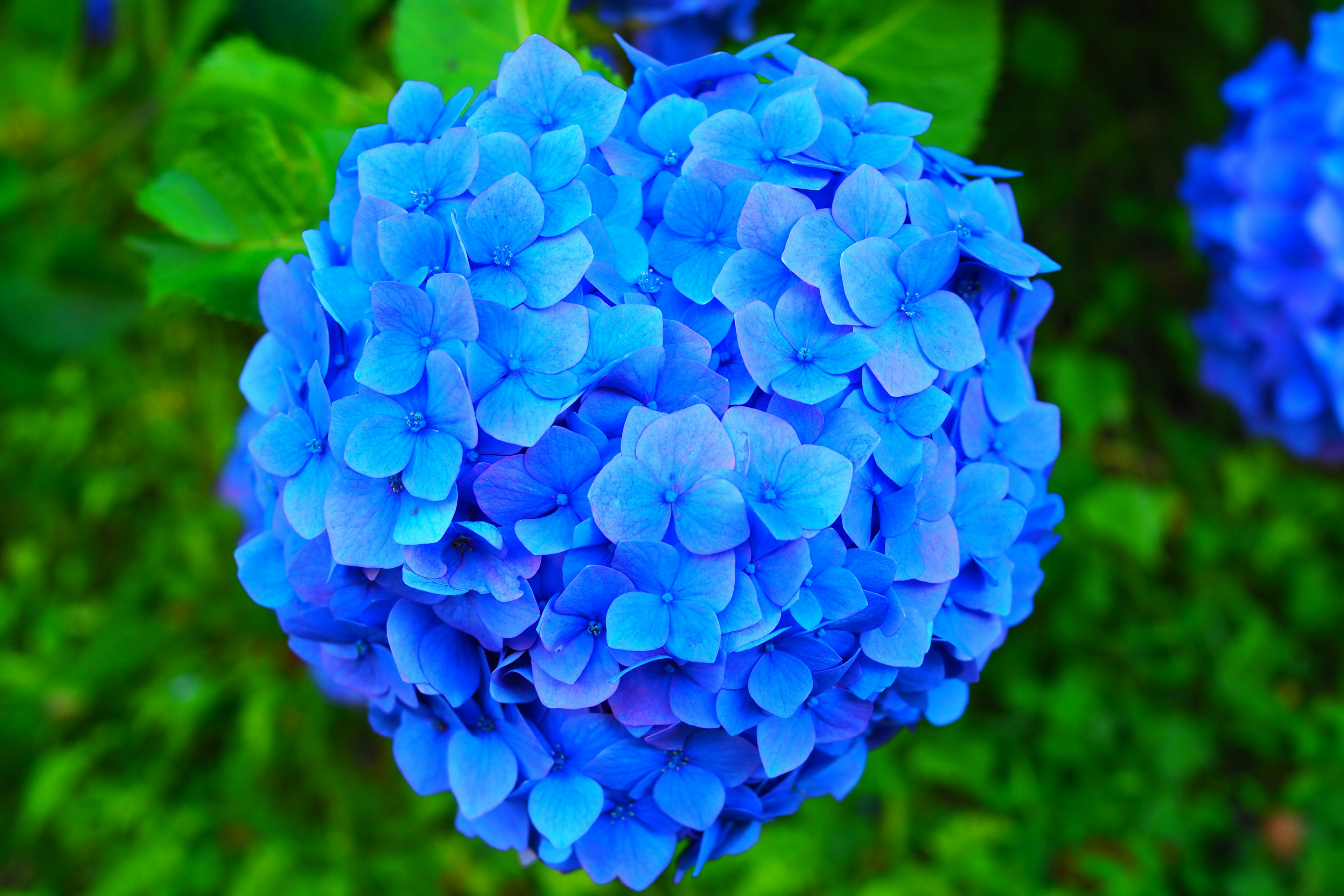 Bunga hortensia biru cerah mekar