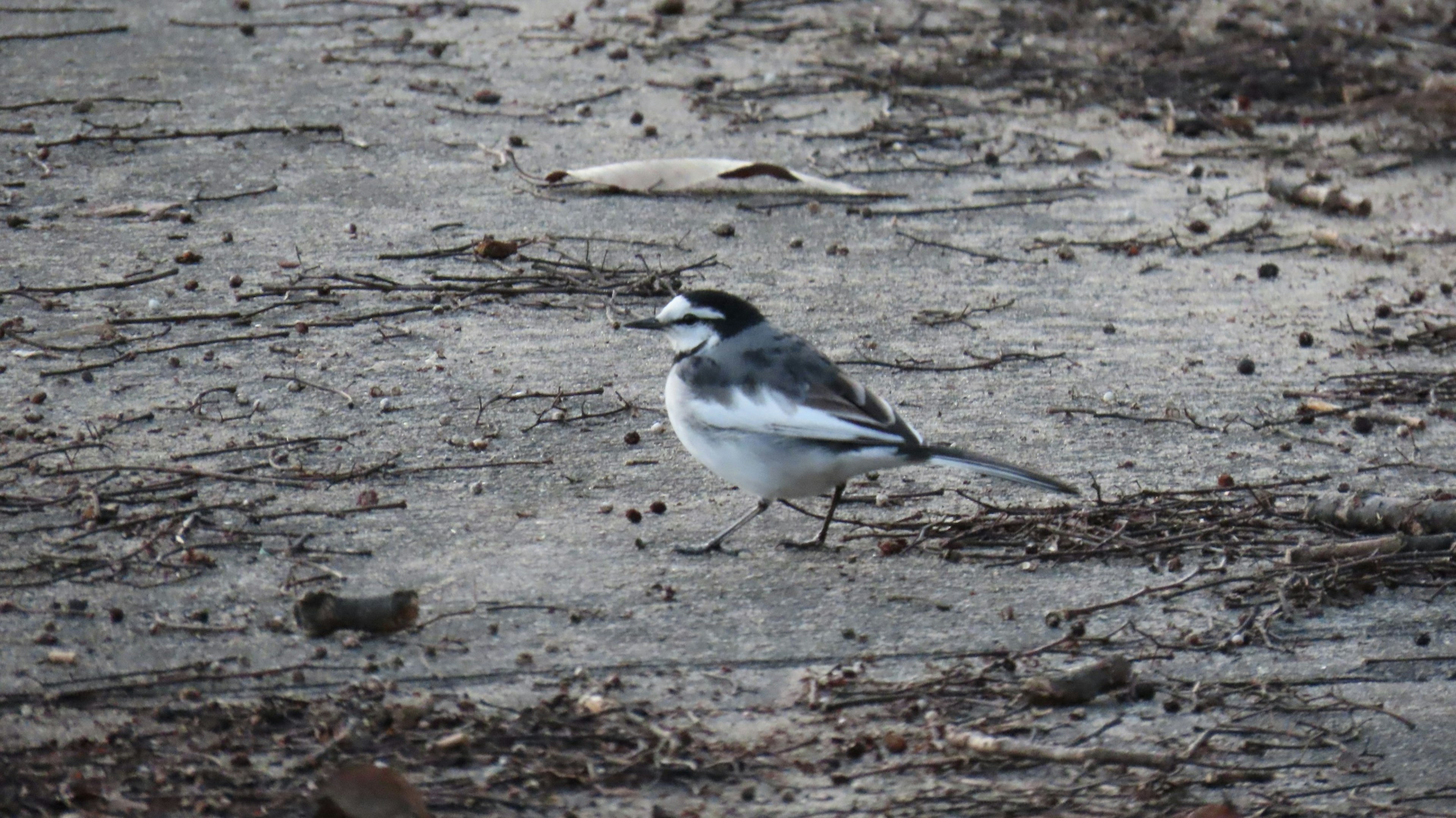 Un petit oiseau noir et blanc marchant sur le sol