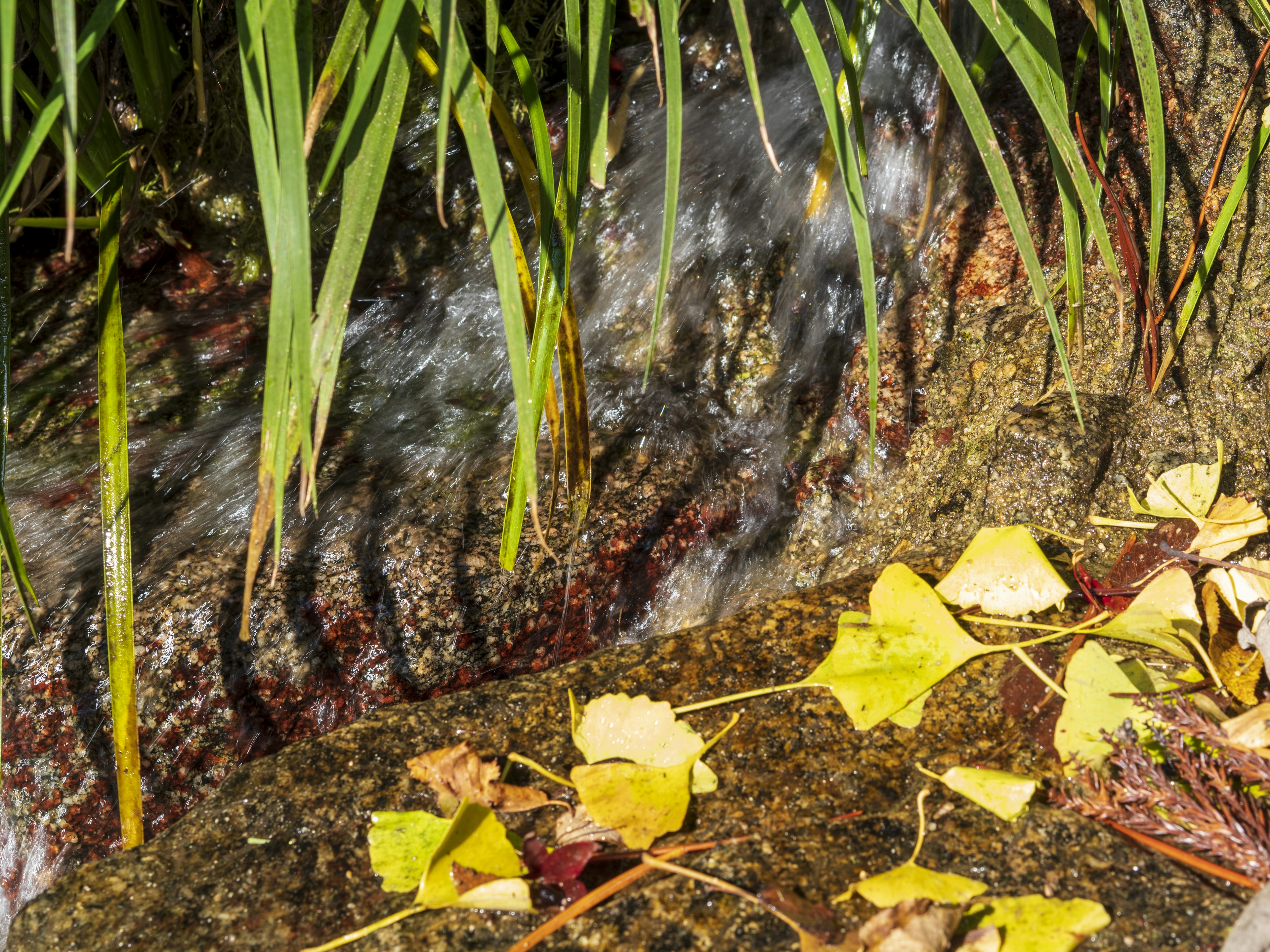 水の流れと黄色い葉がある石の近くの緑の草