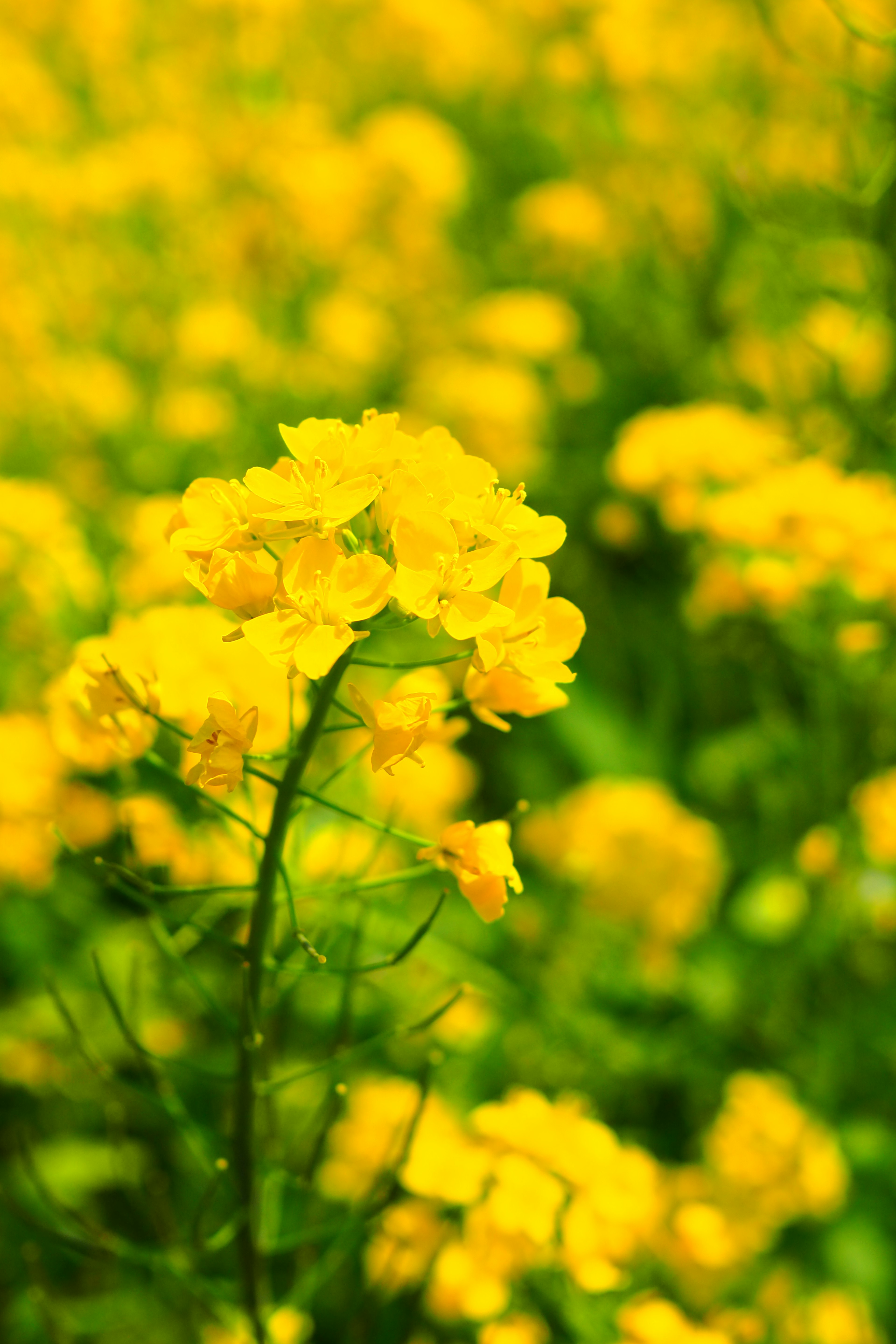 Acercamiento de flores amarillas en un campo