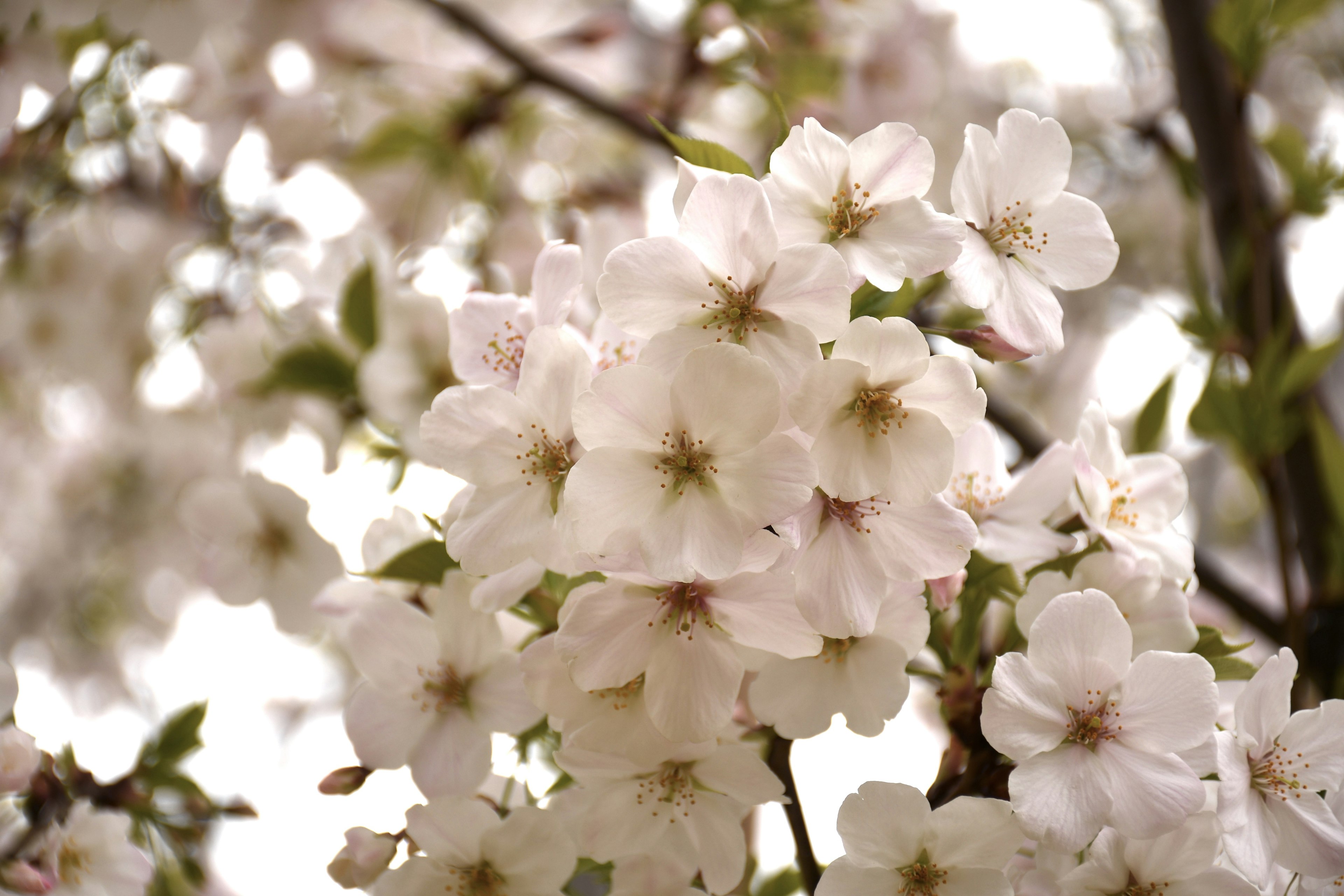 Kedekatan bunga sakura yang mekar di cabang