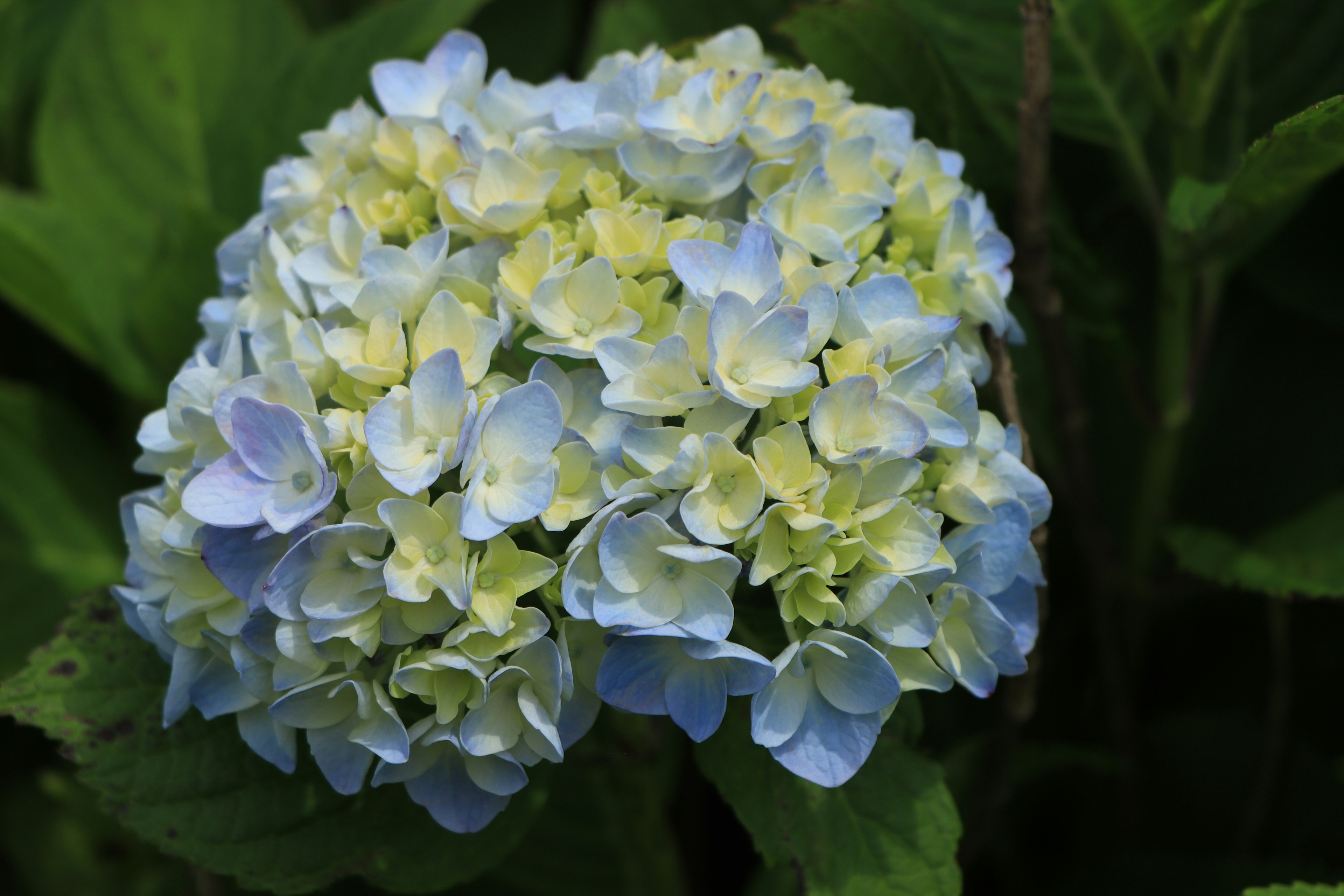 Cluster schöner Hortensienblüten in Blau- und Gelbtönen