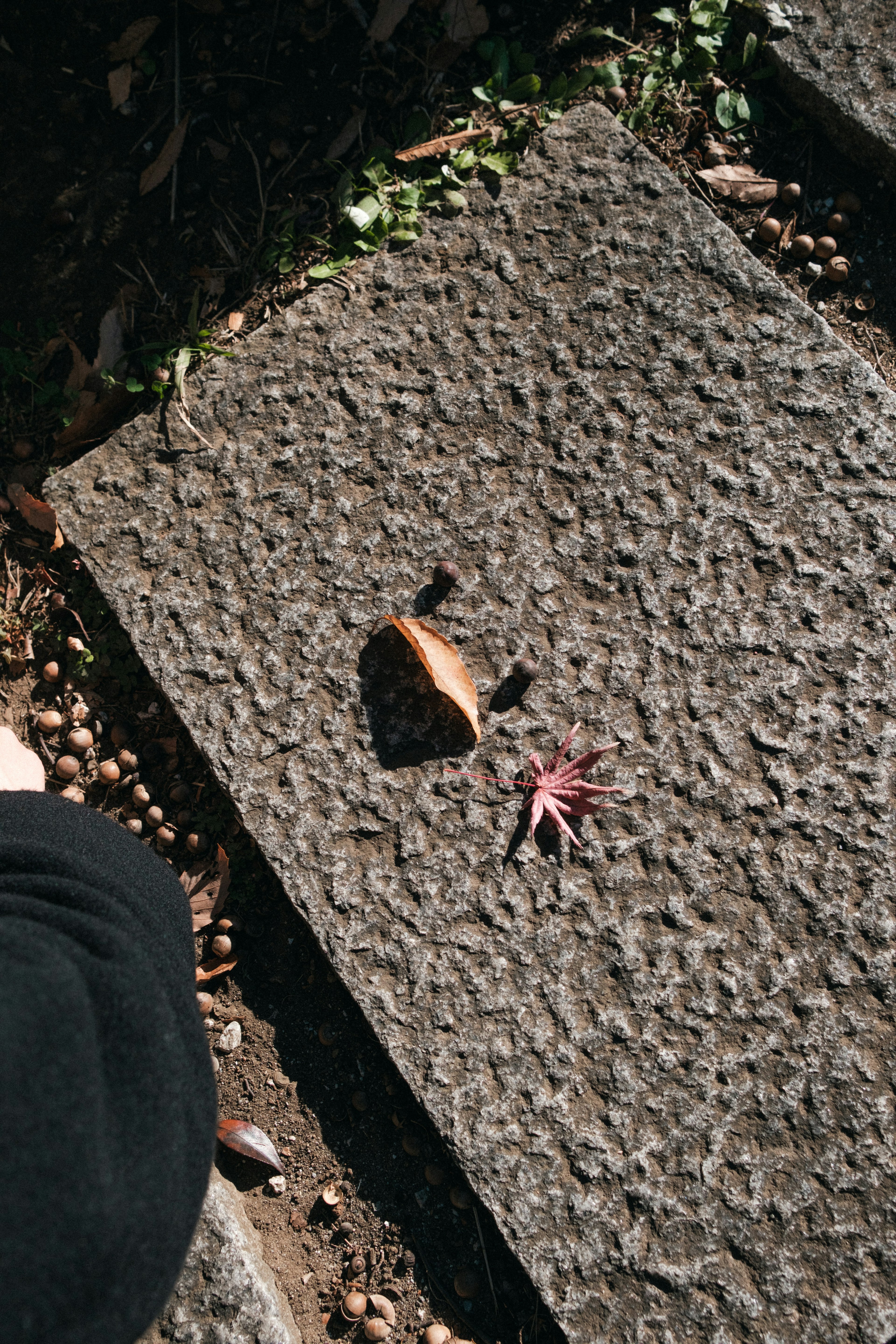 Una mariposa y una hoja de arce rojo en un camino de piedra