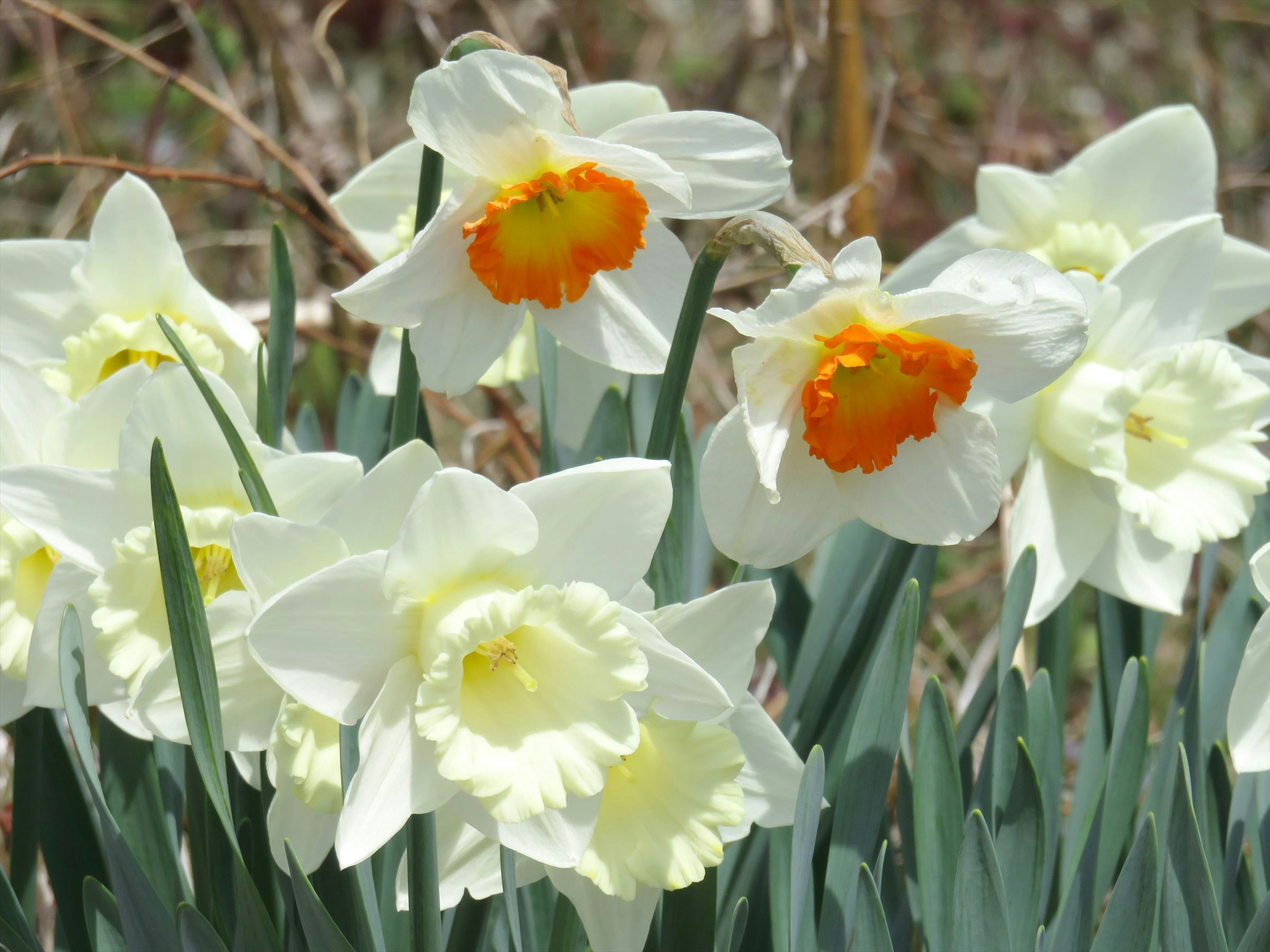 Massa di fiori di narcisi bianchi con centri arancioni distintivi