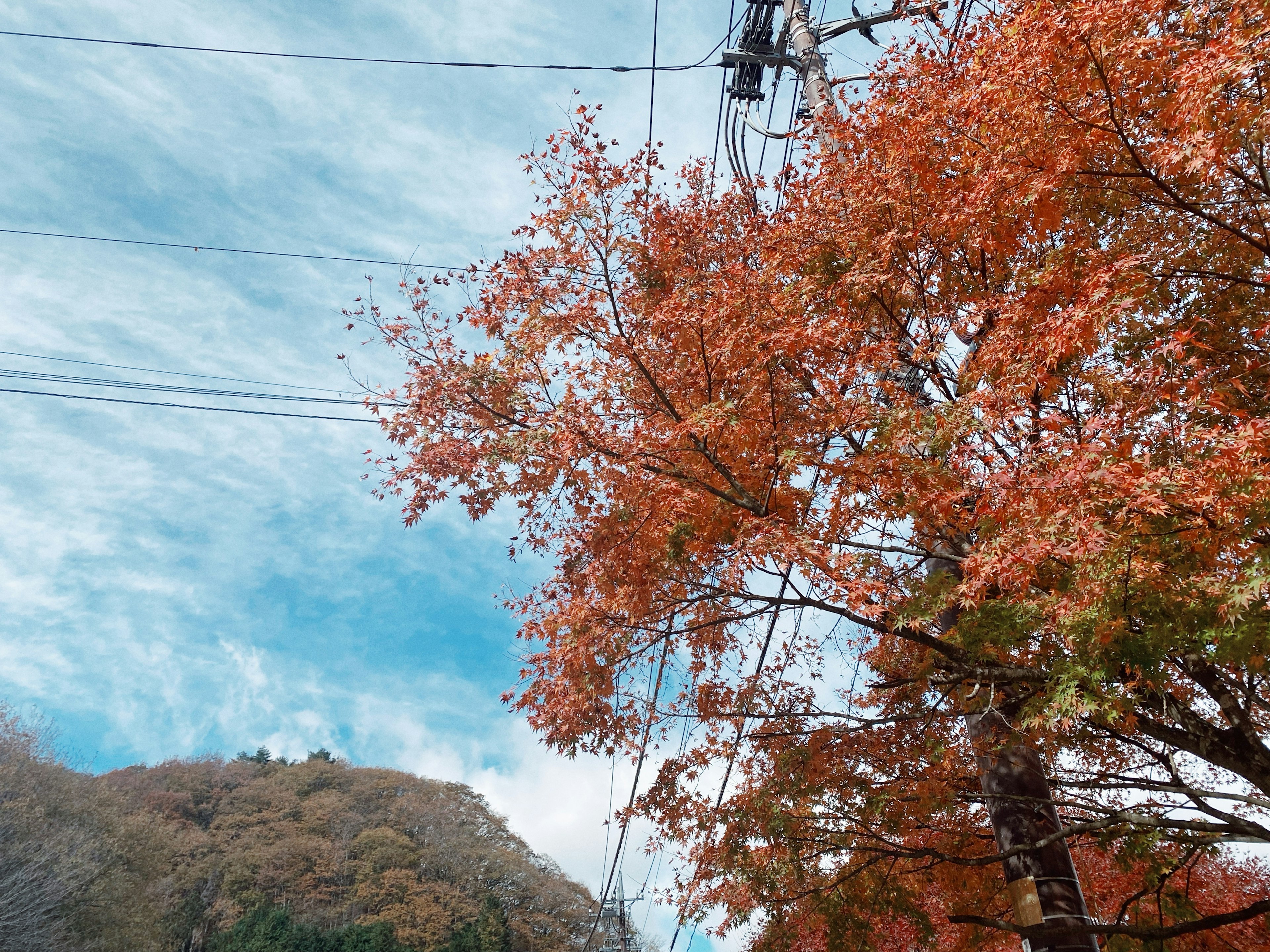 秋に色づいた木々と青空が広がる風景