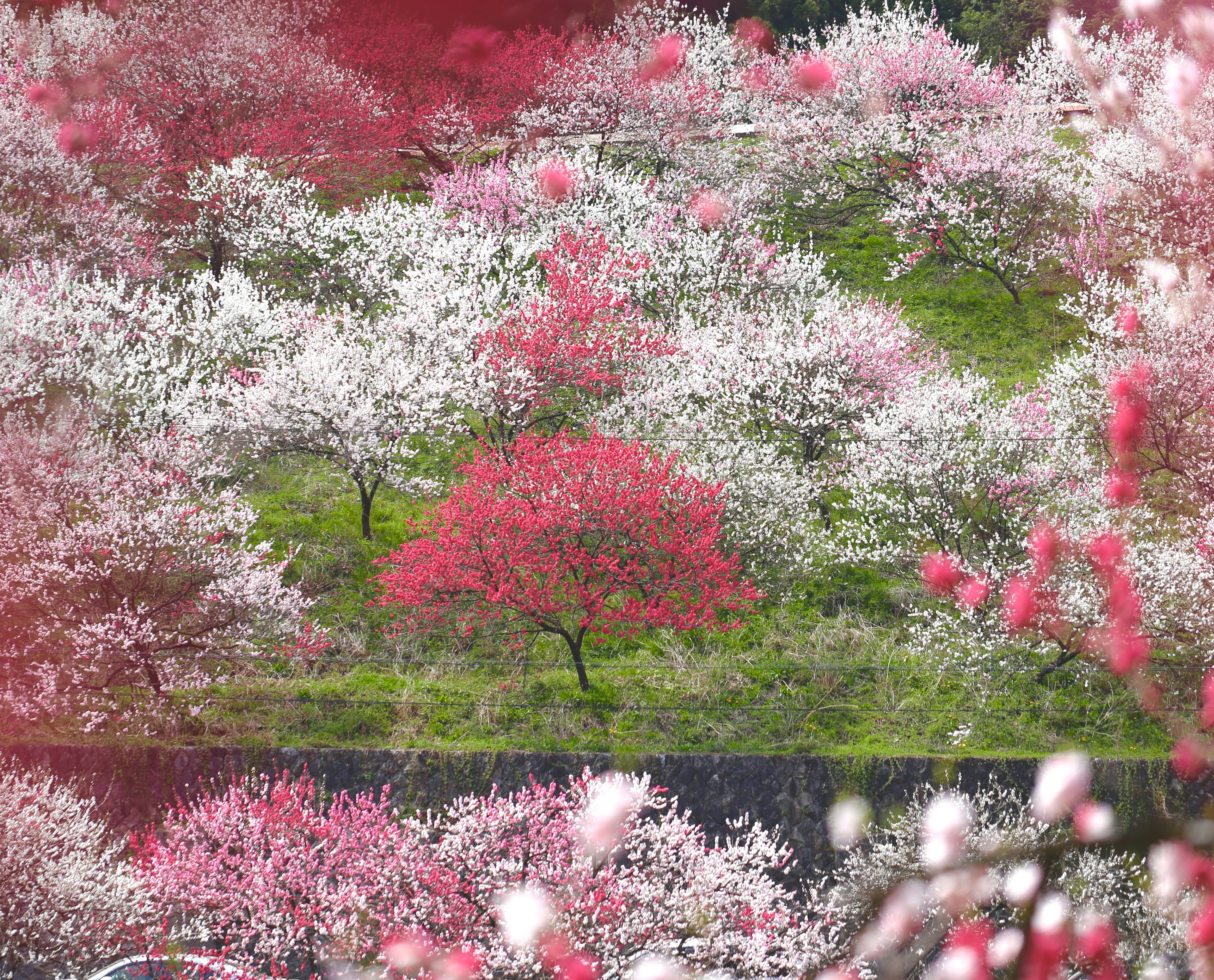 Paysage vibrant avec des fleurs roses et blanches en fleurs mettant en avant un arbre rouge