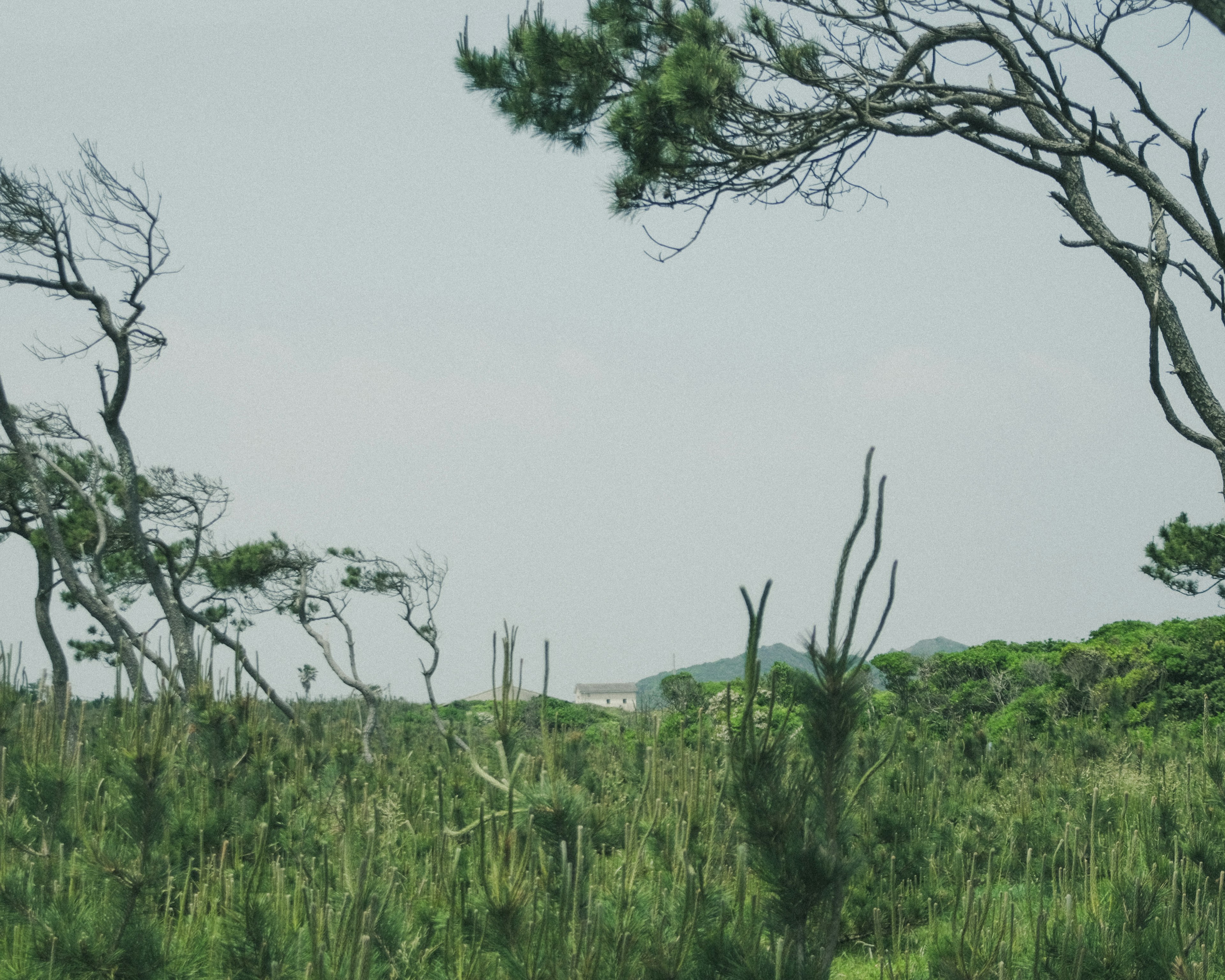 Tall slender trees in a lush grassland with distant hills