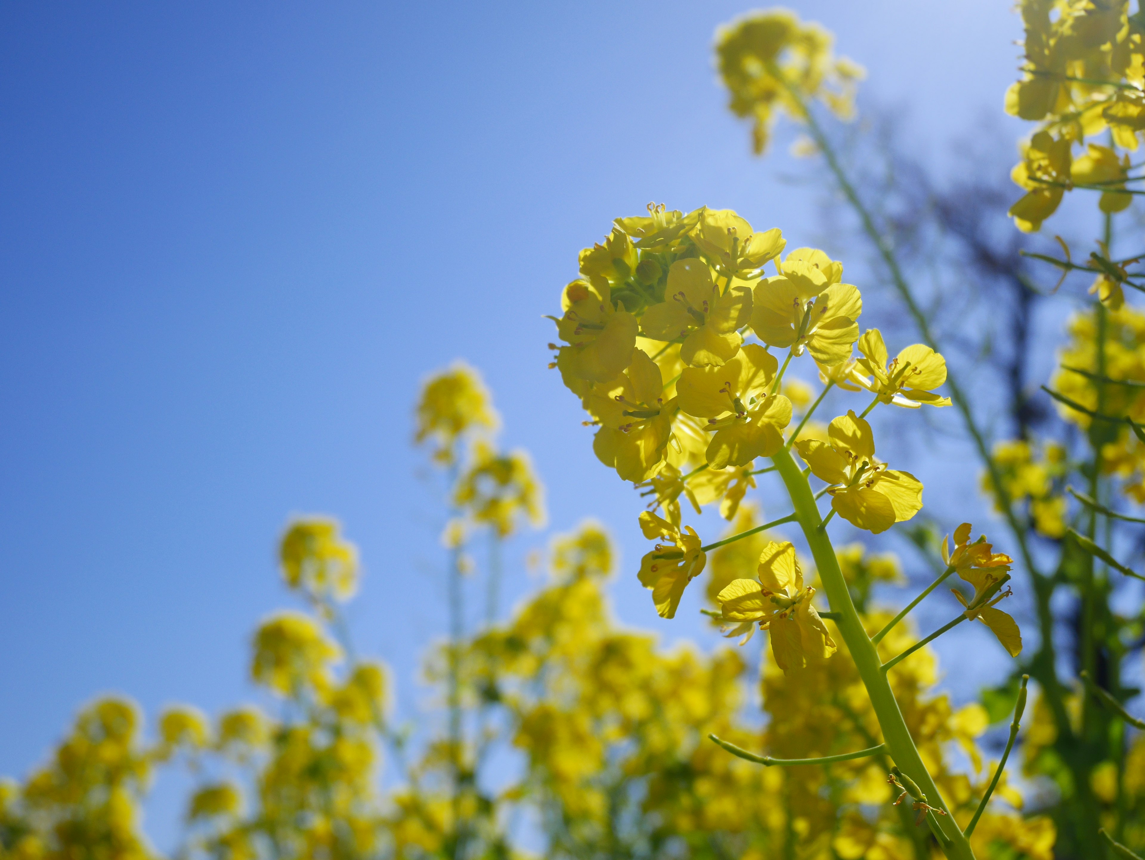 Nahaufnahme von gelben Blumen unter einem blauen Himmel