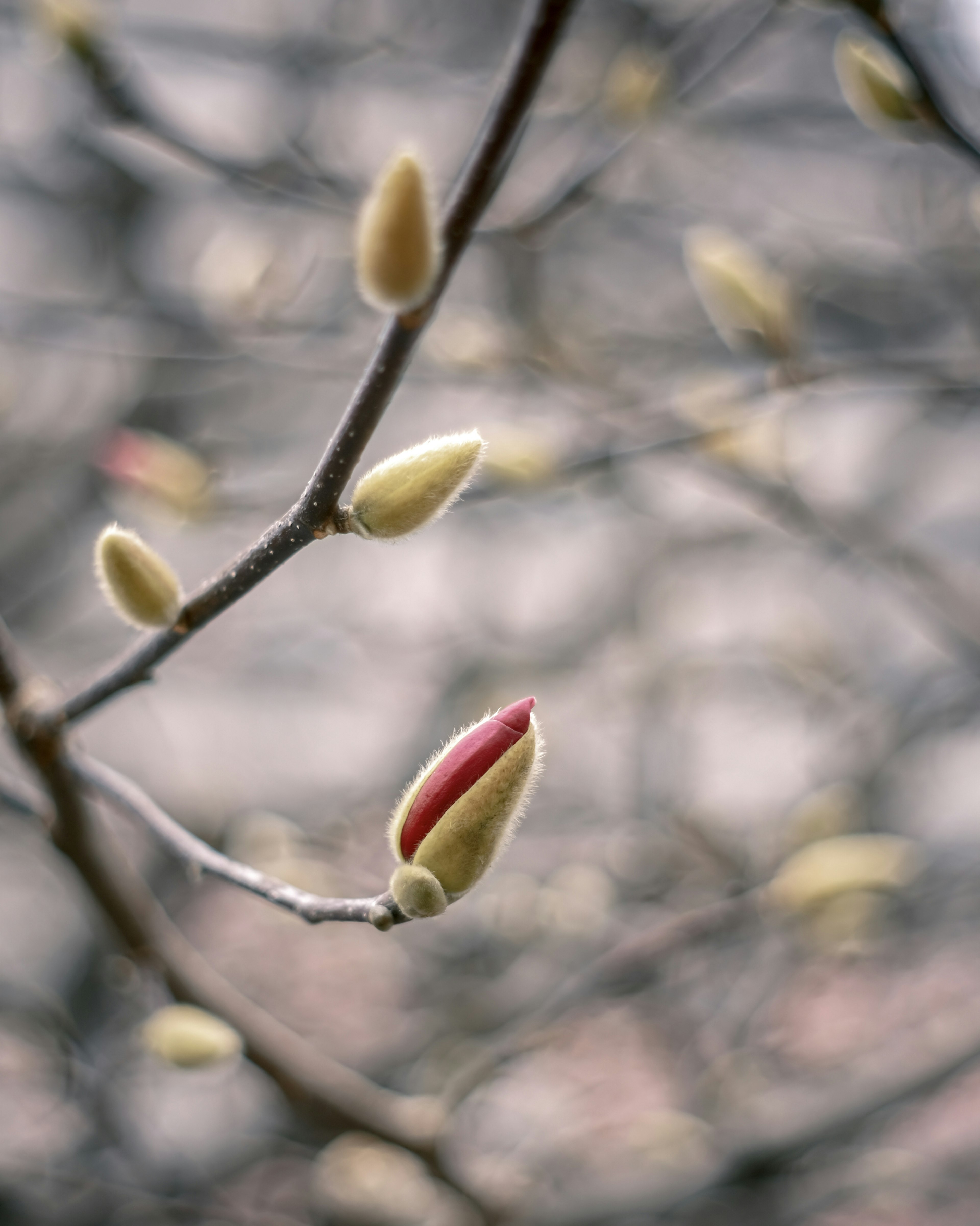 Primo piano di un ramo d'albero con gemme di fiori non aperte e nuove foglie