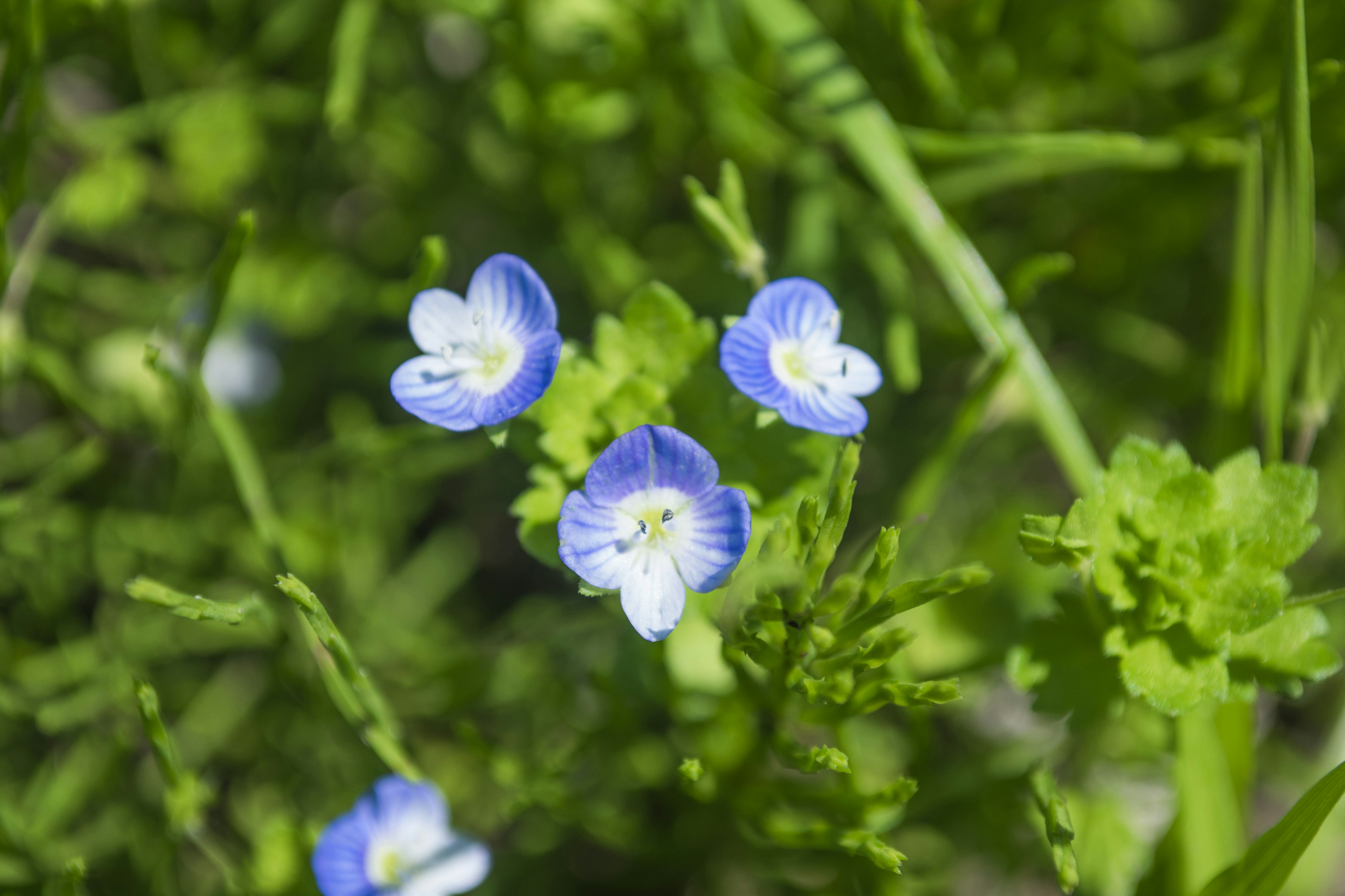 Delicate blue flowers with white accents surrounded by lush green foliage