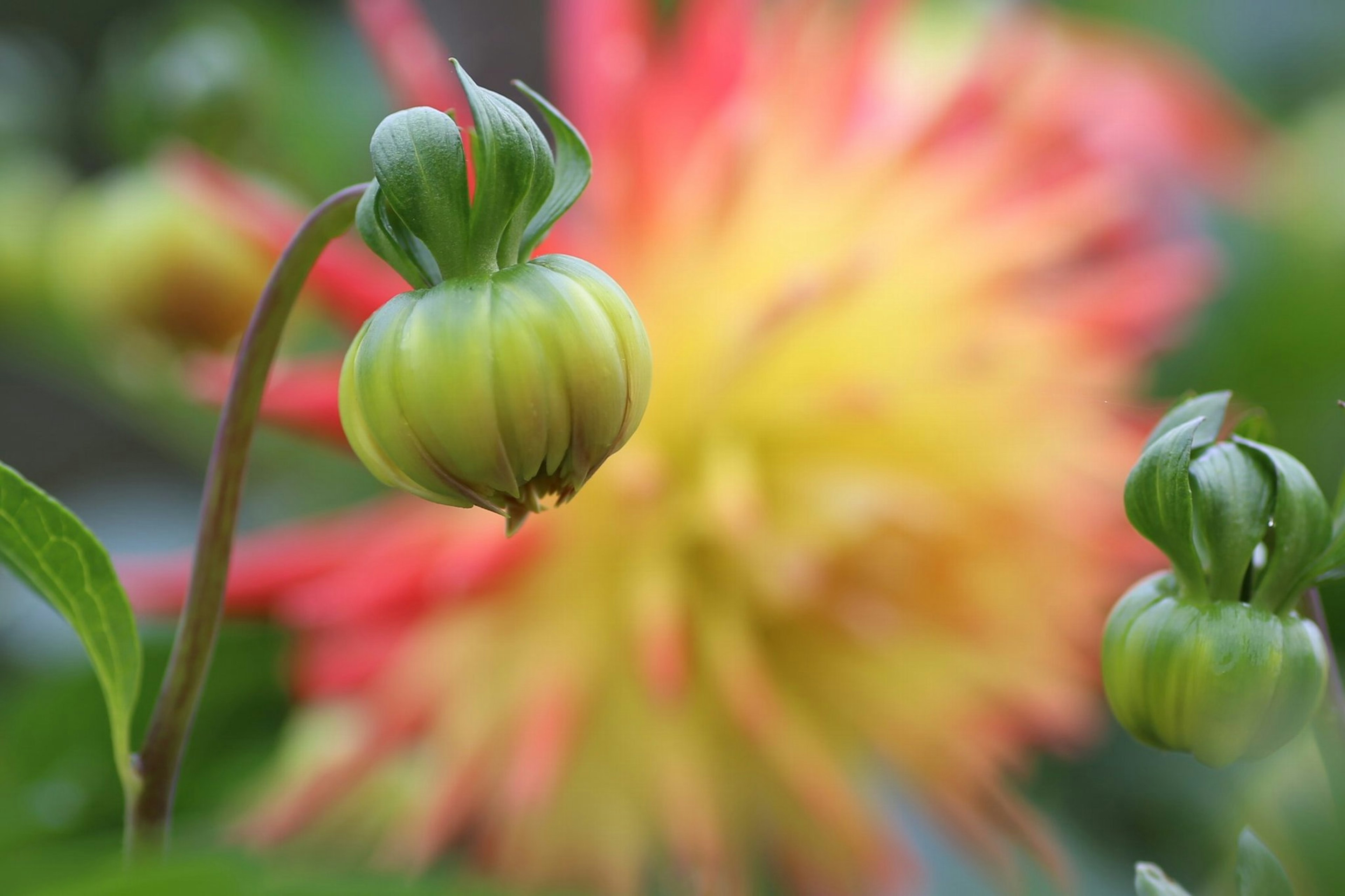 緑色の蕾が前景にあり、背景には鮮やかな黄色と赤の花がぼやけて見える