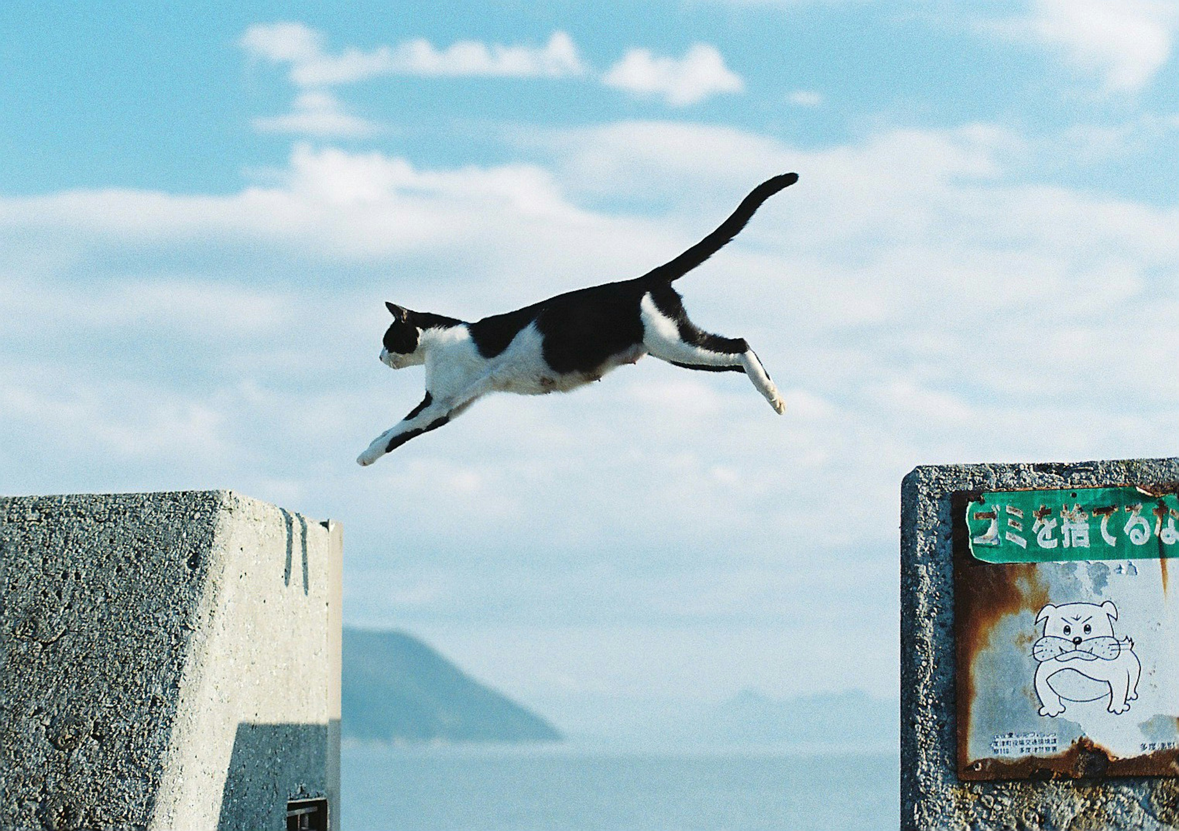 猫が海に向かって飛び越える様子