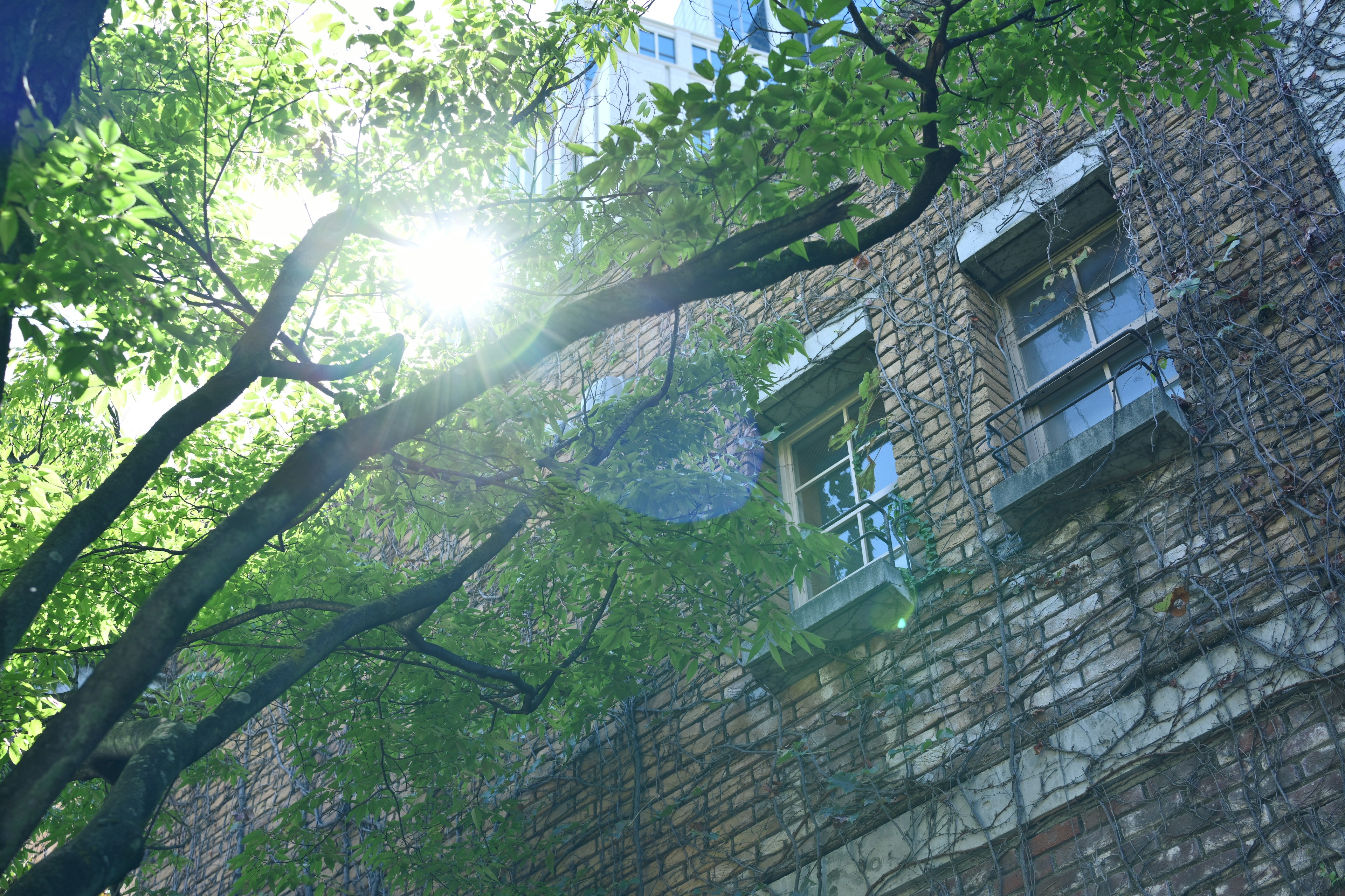 Sunlight filtering through green leaves near an old brick wall