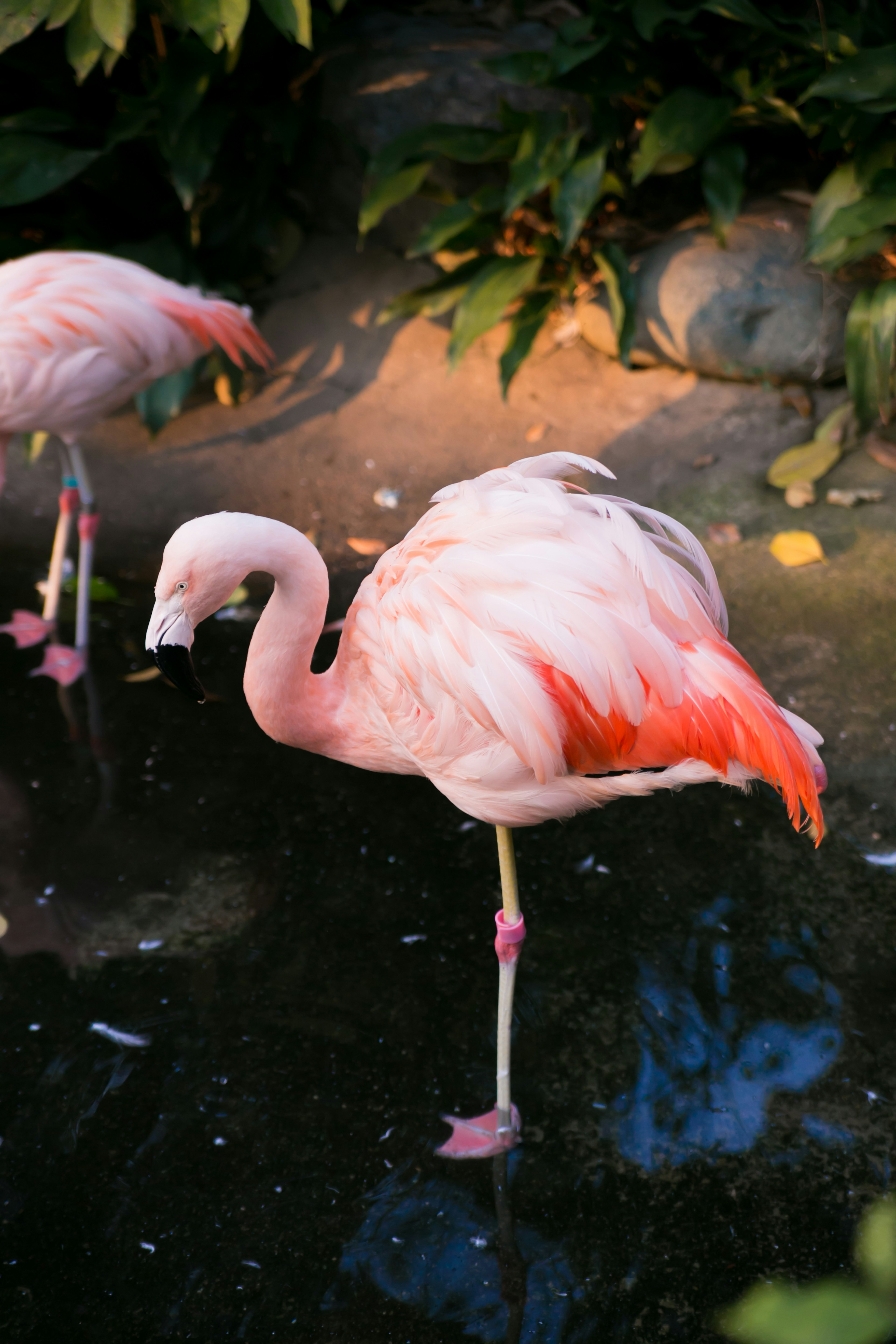 Un bellissimo fenicottero in piedi vicino all'acqua con colori vivaci