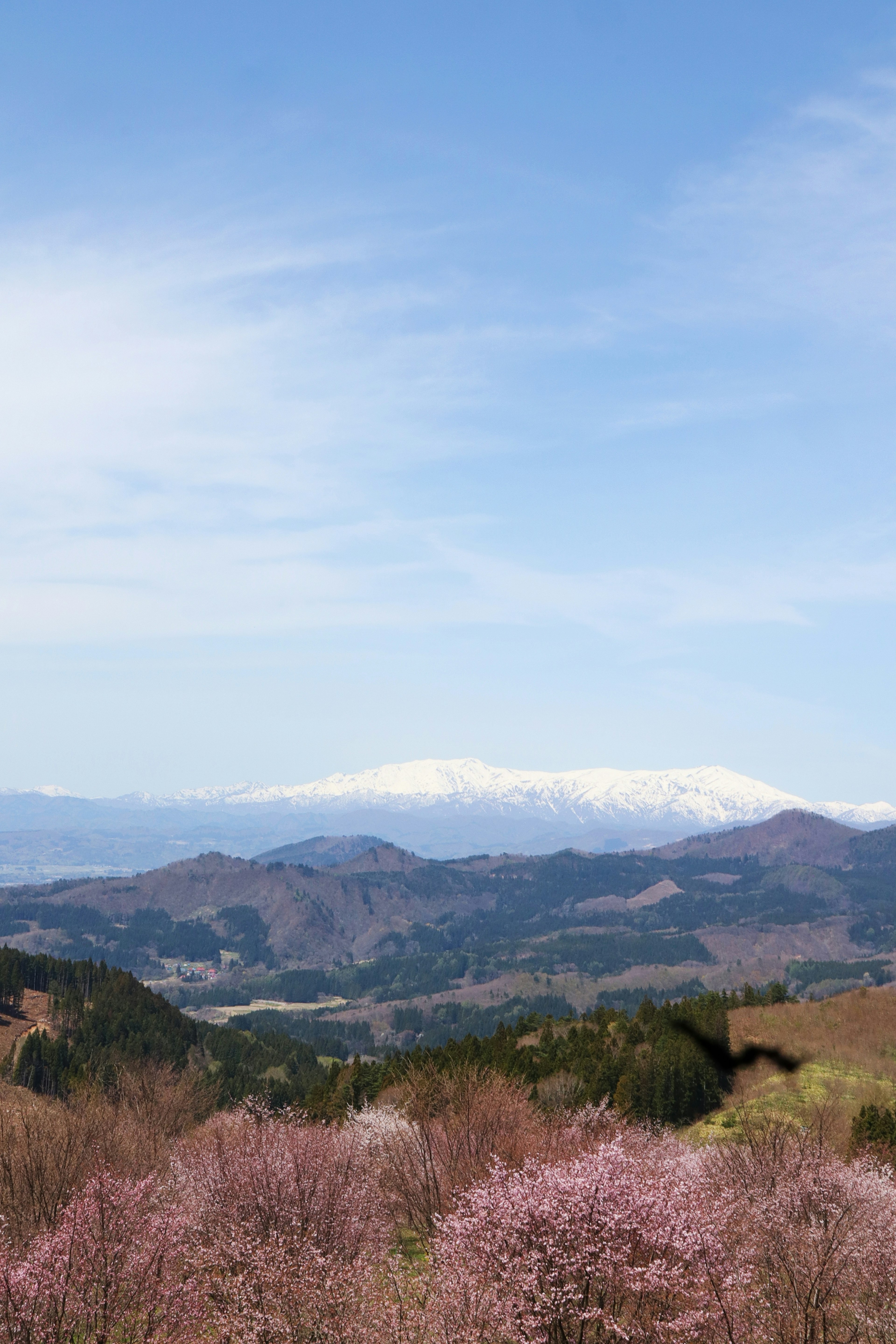 櫻花與背景中的雪山的風景