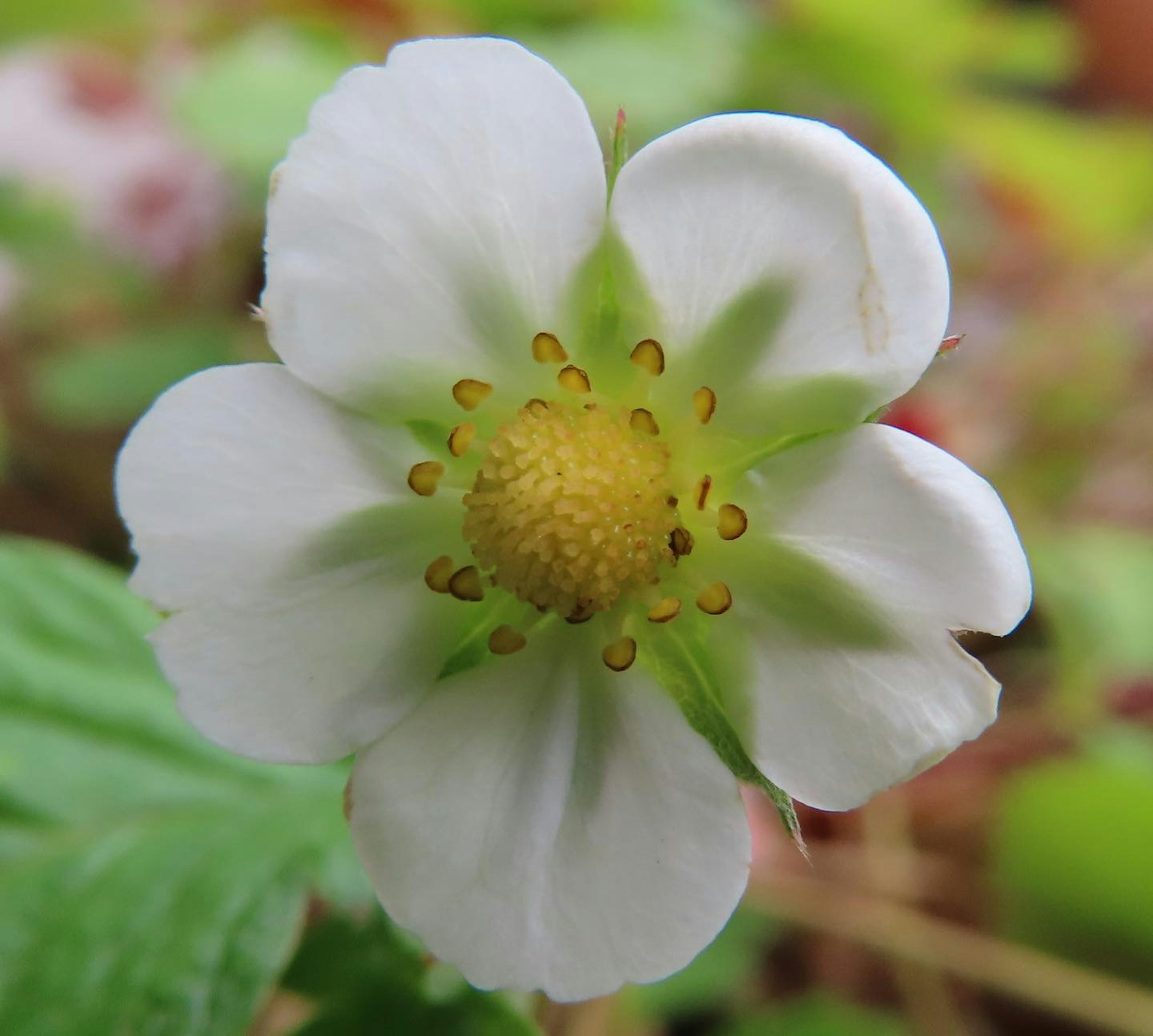 Weiße Erdbeerblüte blüht zwischen grünen Blättern