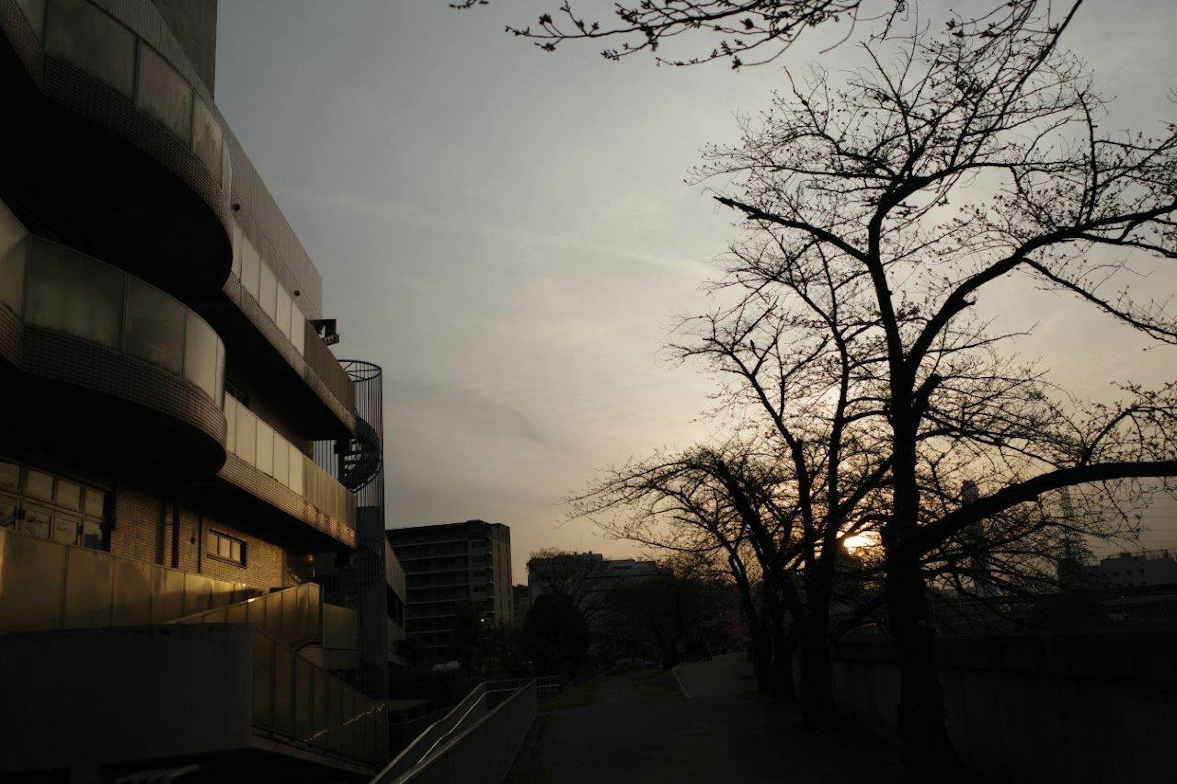 夕暮れ時の公園の景色 現代的な建物と枯れた木々