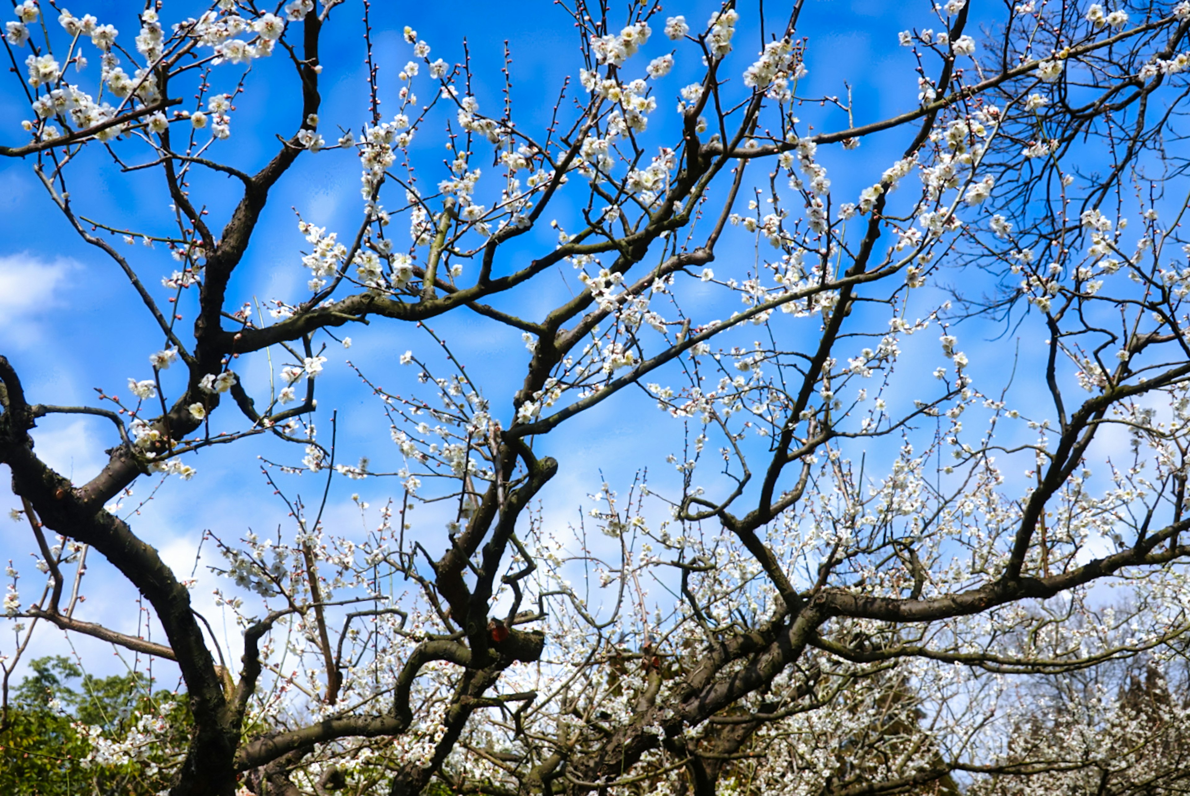 Branches with white flowers against a blue sky