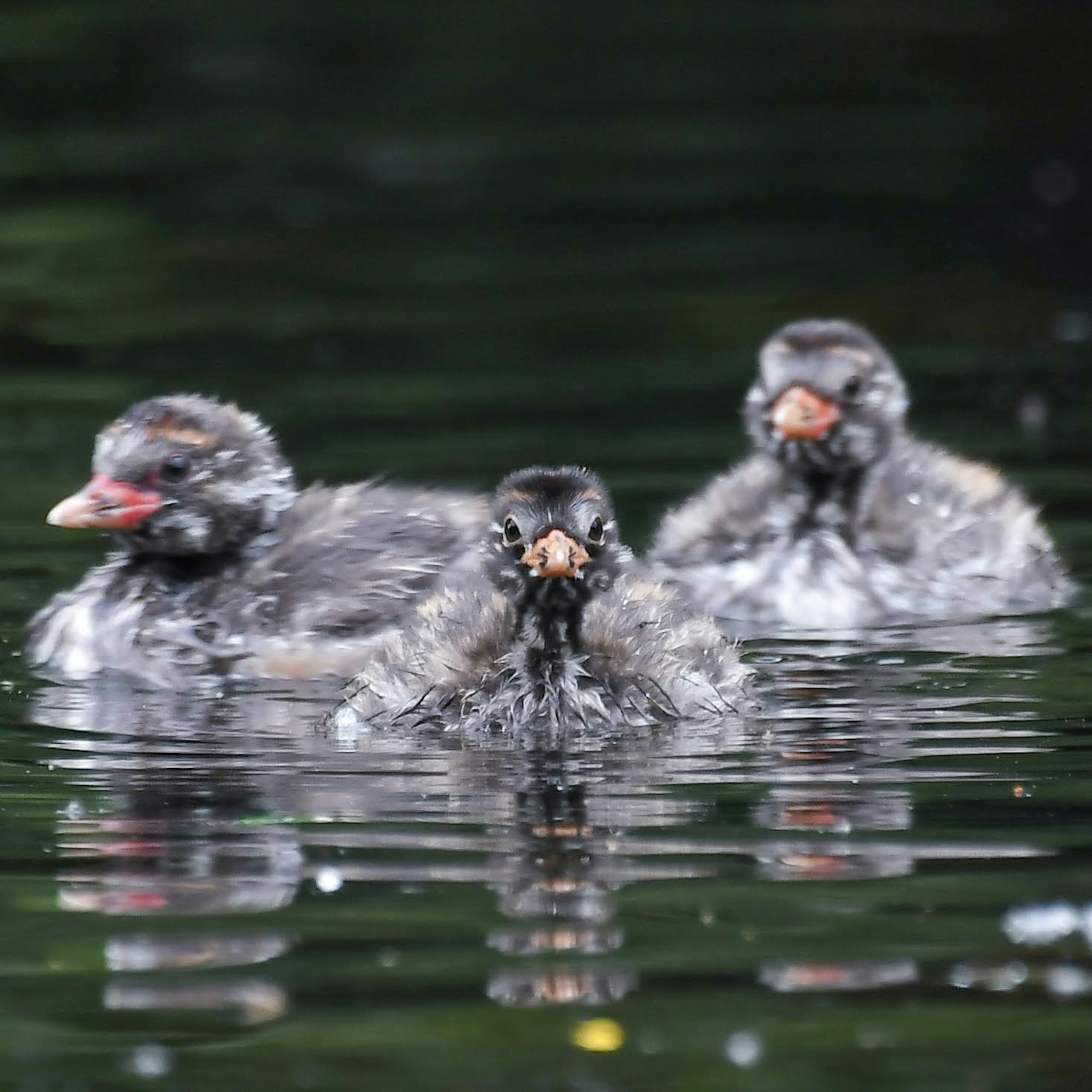 Trois jeunes foulques flottant à la surface de l'eau