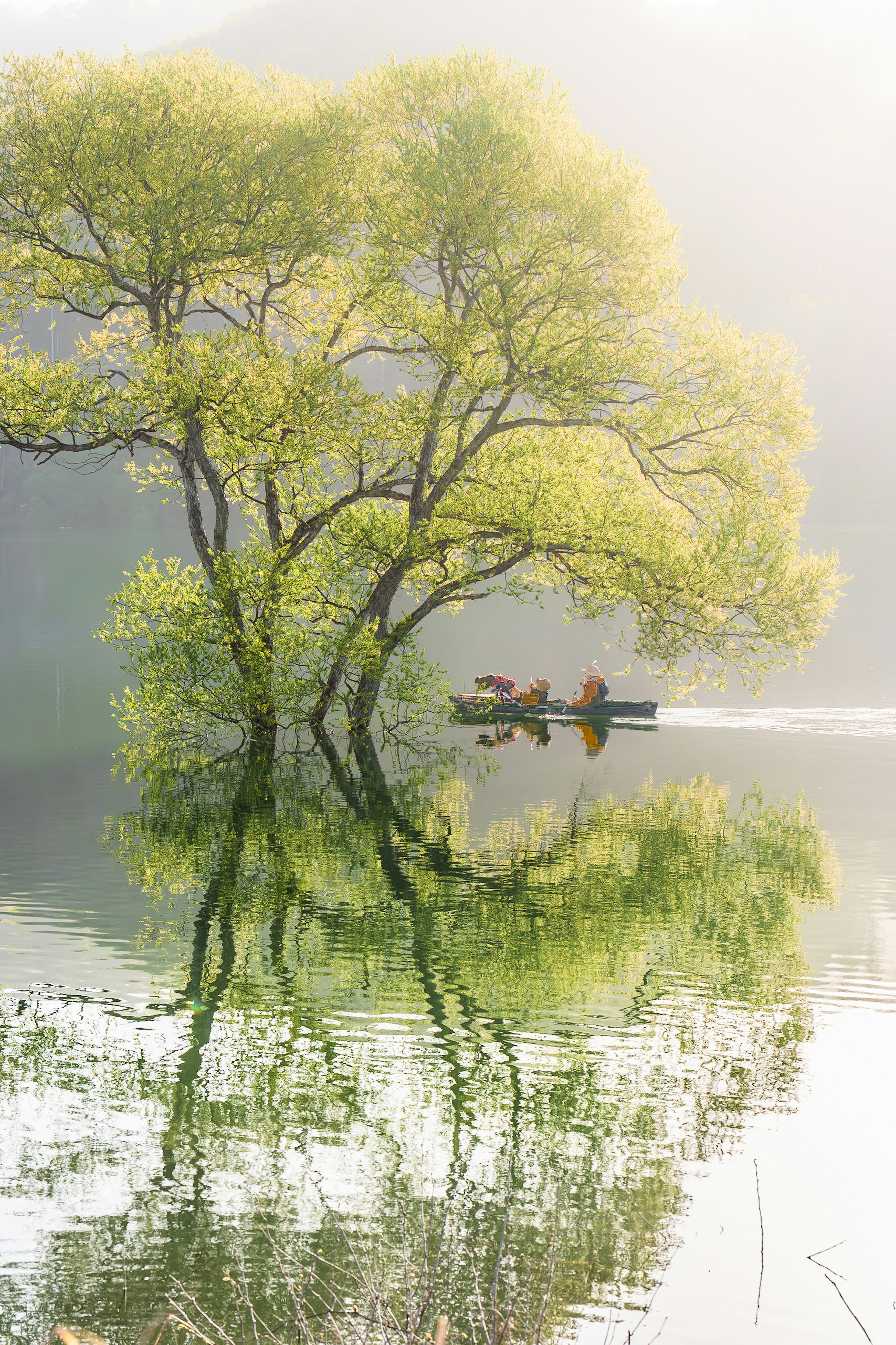 Serene lake scene with a green tree and its reflection in the mist